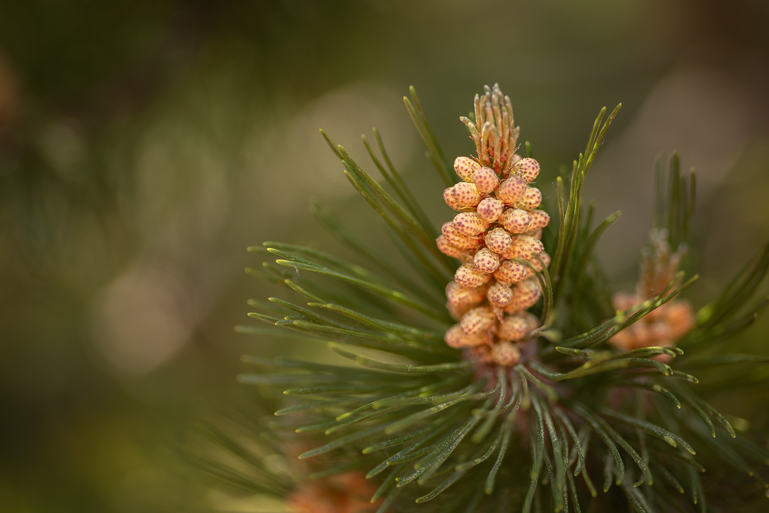 Infant Pine Cone, My Back Yard, Strathmore, Alberta, 2023-05-28