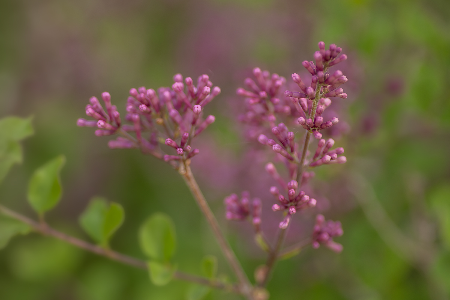 Lilacs Coming to Life, My Front Yard, Strathmore, Alberta, 2023-05-28
