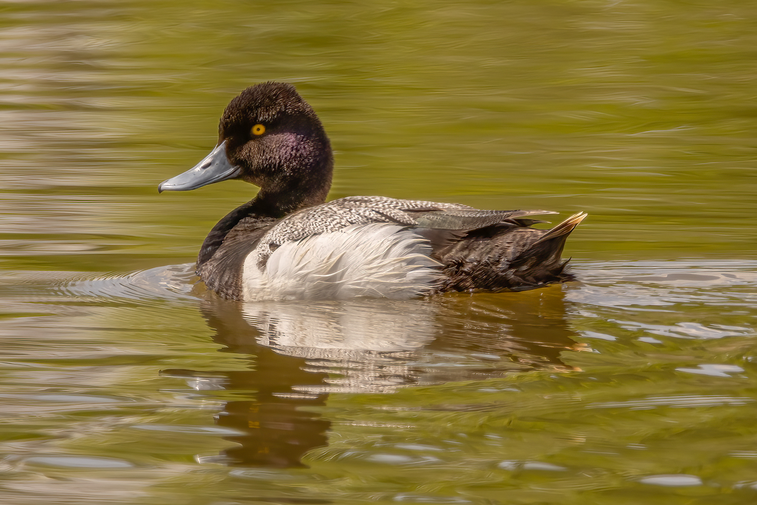 Greater Scaup Fleeing From Me, Gray Pond, Strathmore, Alberta. 2023-06-01