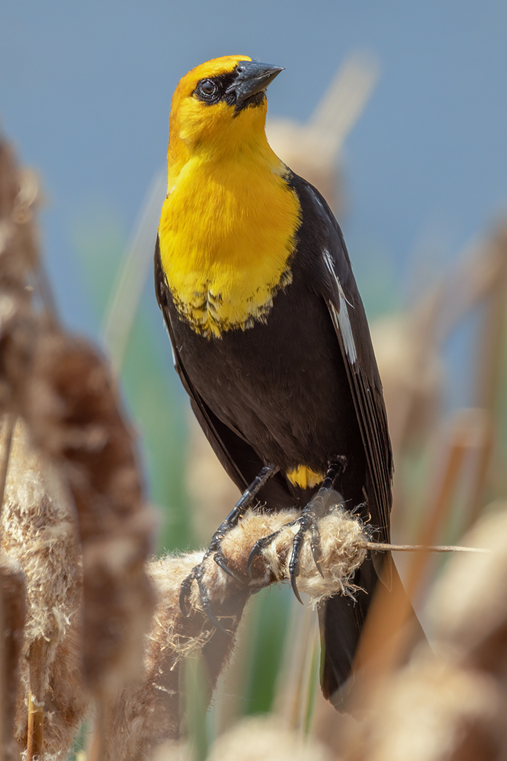 Male Yellow-headed Blackbird, Gray Pond, Strathmore, Alberta, 2023-05-31