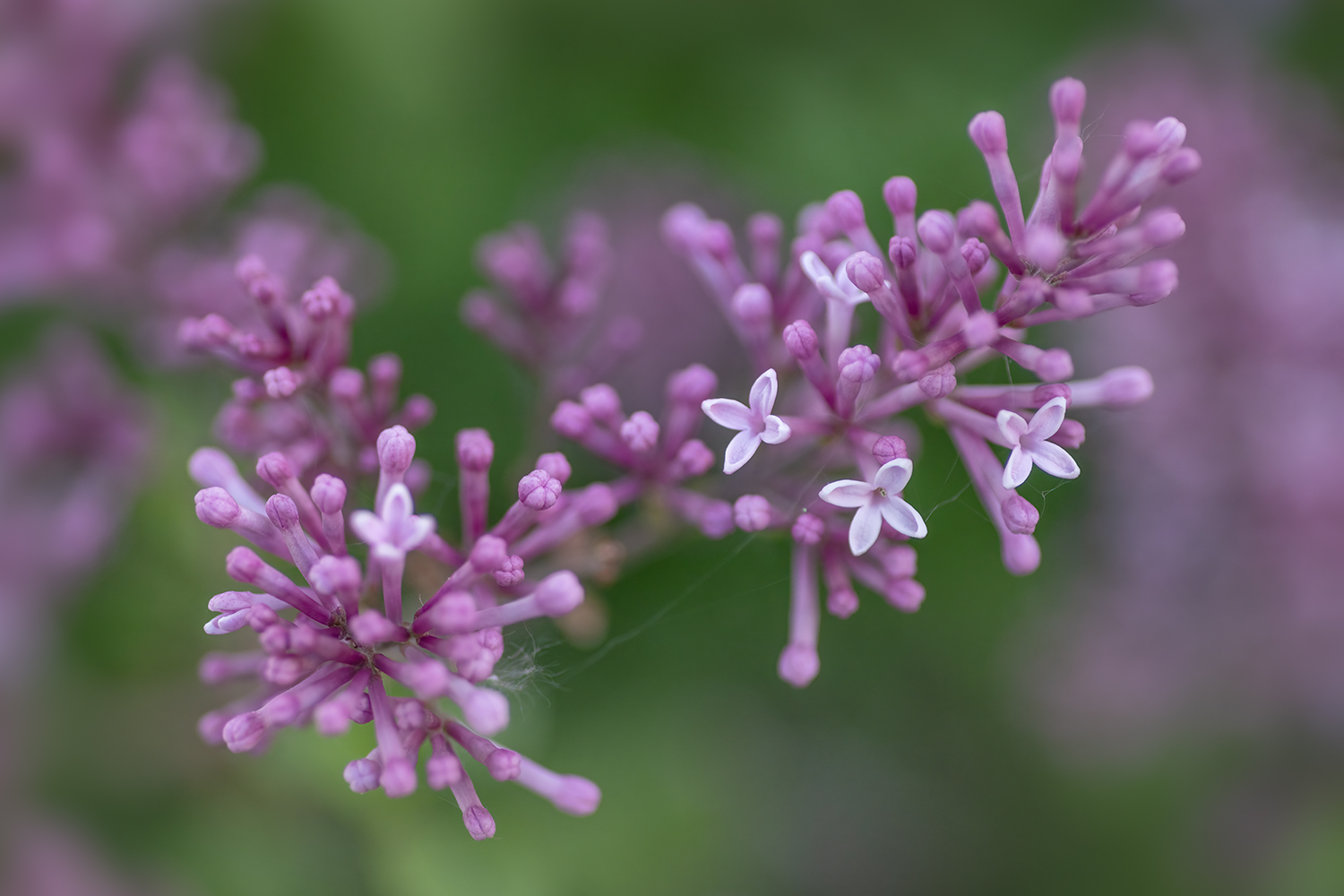Lilacs with Spider Webs, My Front Yard, Strathmore, Alberta, 2023-05-31