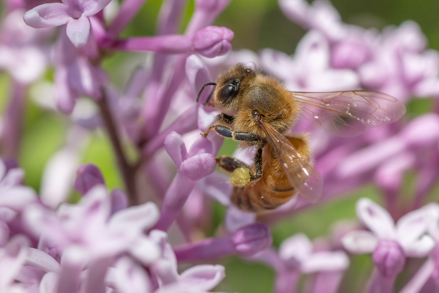 Working on her honey-do list, My Front Yard, Strathmore, Alberta. 2023-06-06