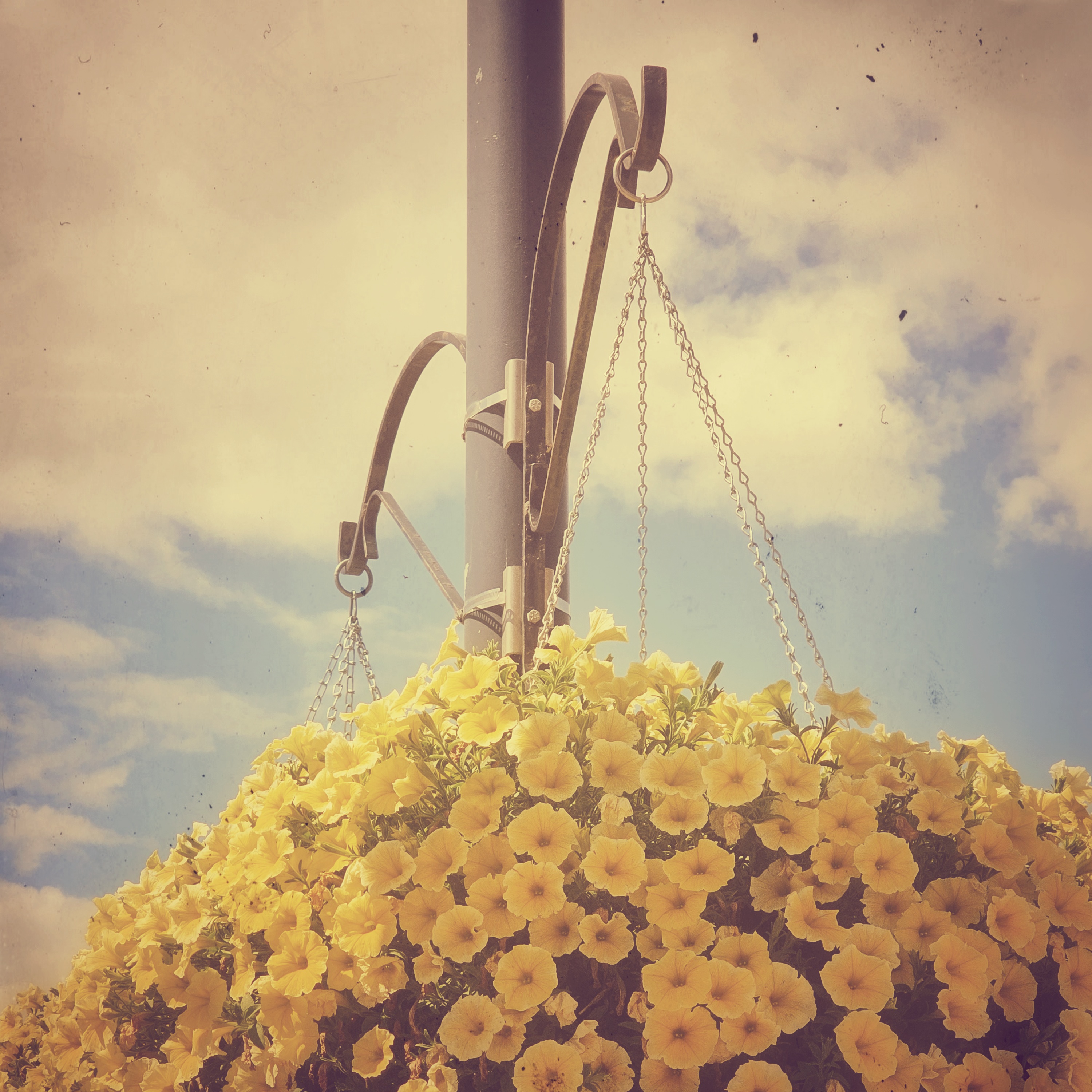 Floral Basket, Main Street North, Airdrie, Alberta, 2023-08-10