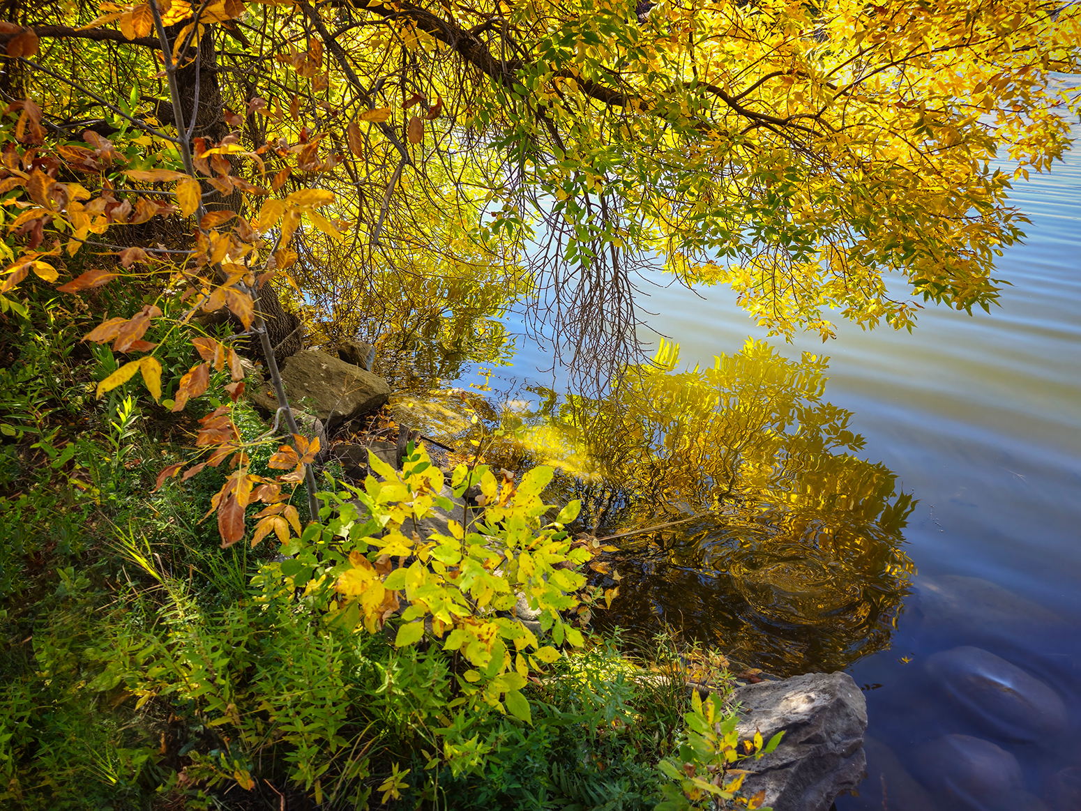 Gold Rush, Kinsmen Lake, Strathmore, Alberta, 2023-09-14