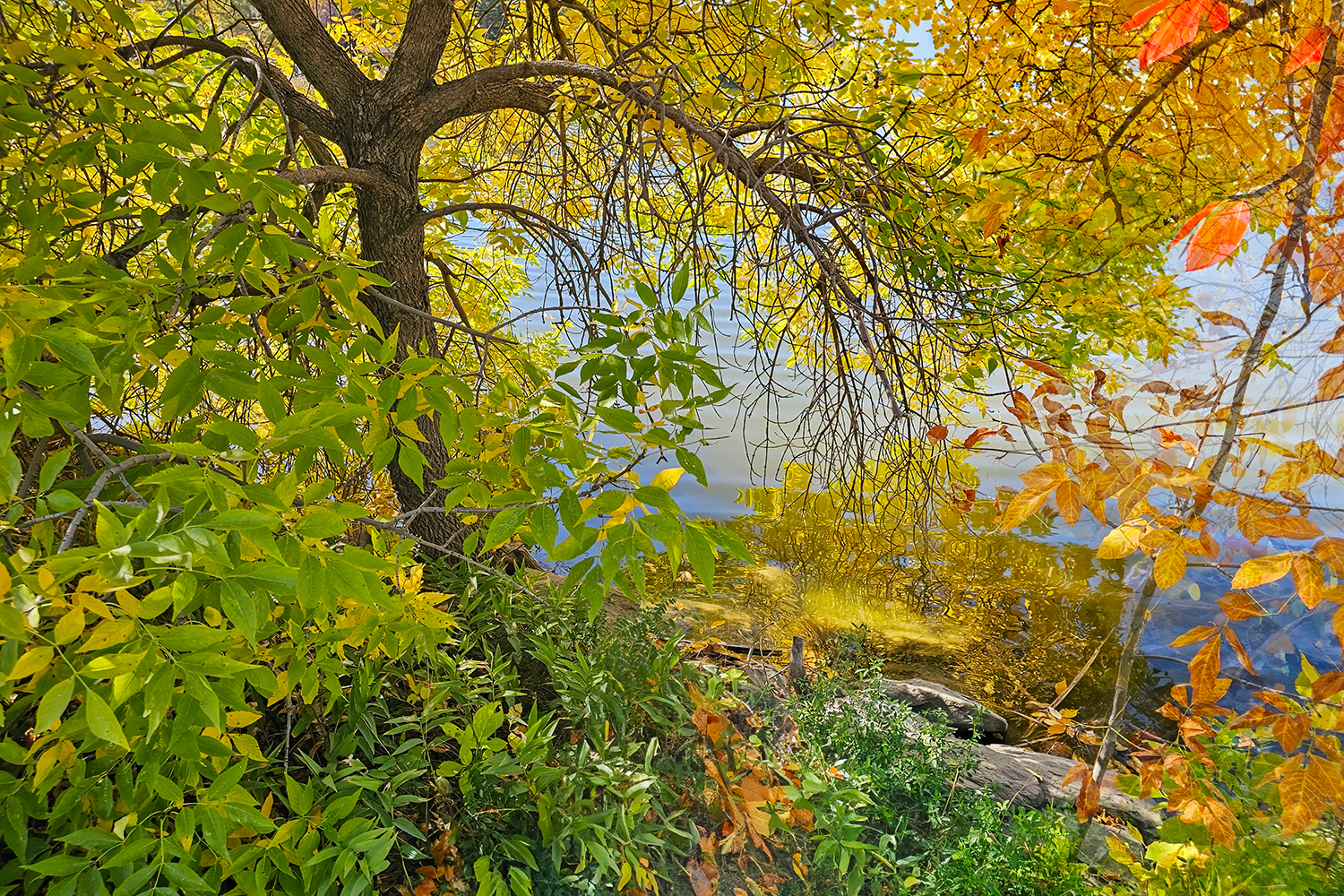 Starting to See Red, Kinsmen Lake, Strathmore, Alberta, 2023-09-14