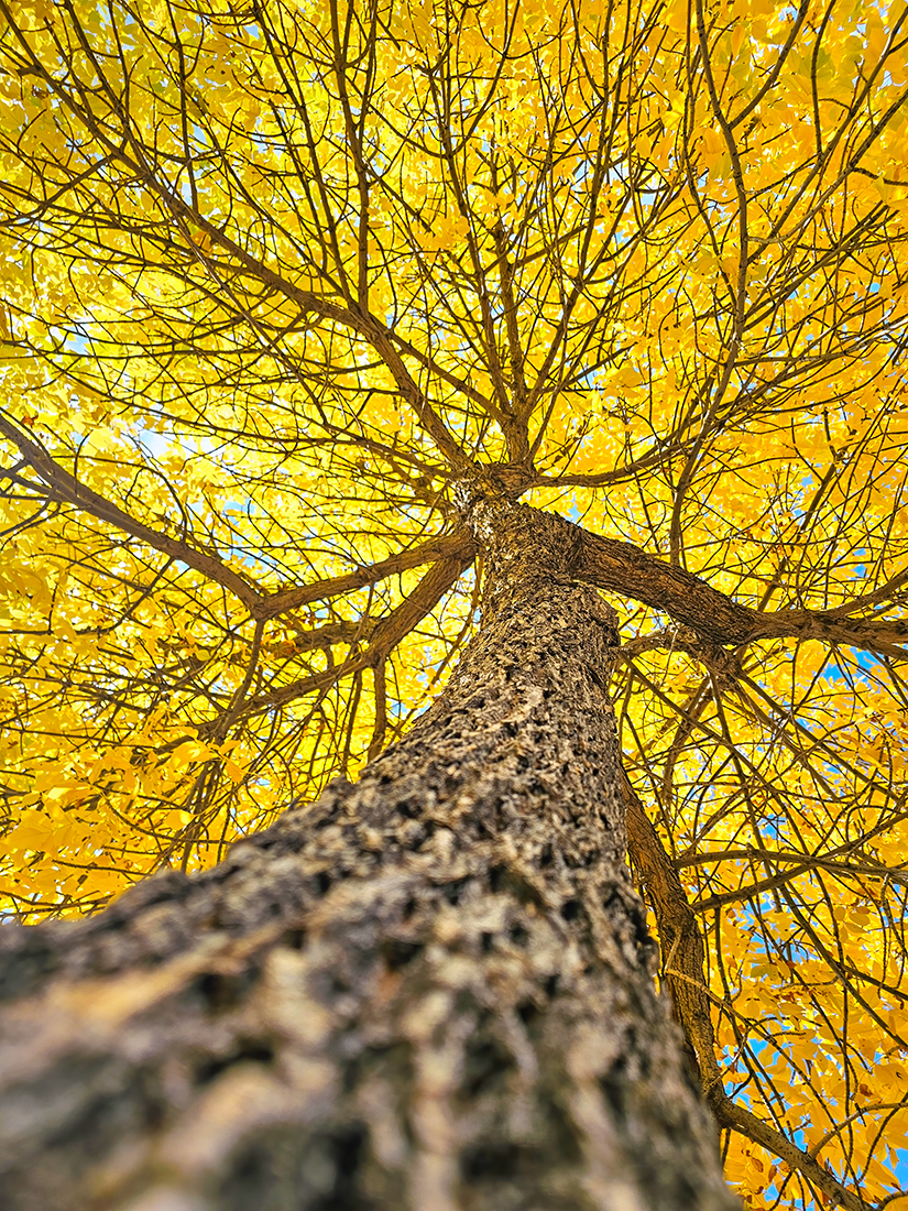Perfunctory Fall Shot, Lambert Park, Strathmore, Alberta, 2023-09-24