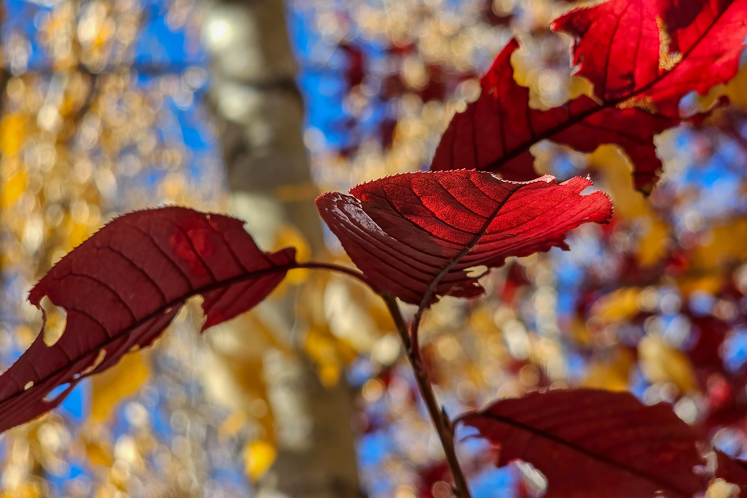Standout performance, Gray's Park, Strathmore, Alberta, 2023-10-09