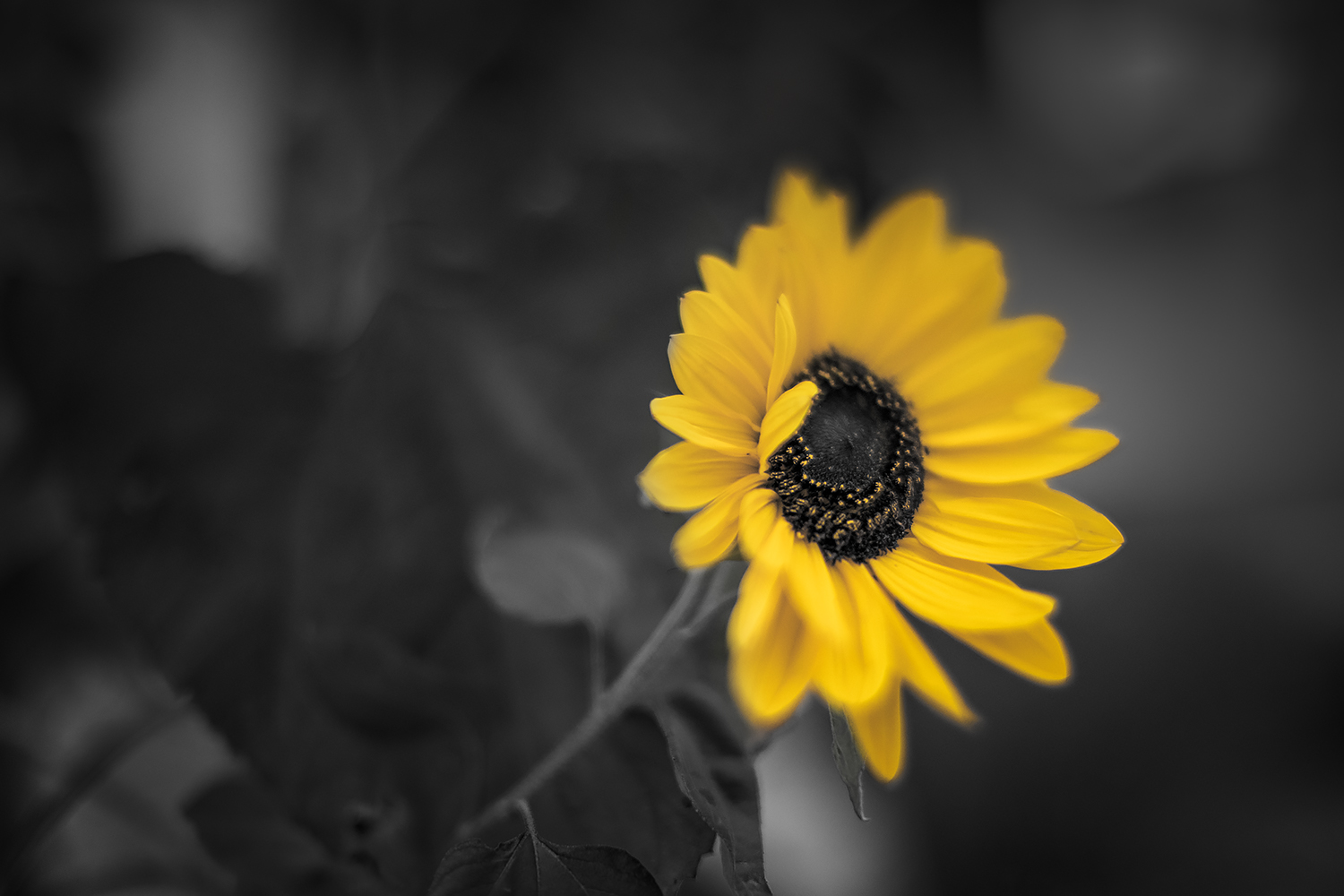 Seeing the bright side of things, TTArtisan 50mm f.14 Tilt lens test, Strathmore AB, 2023-10-22