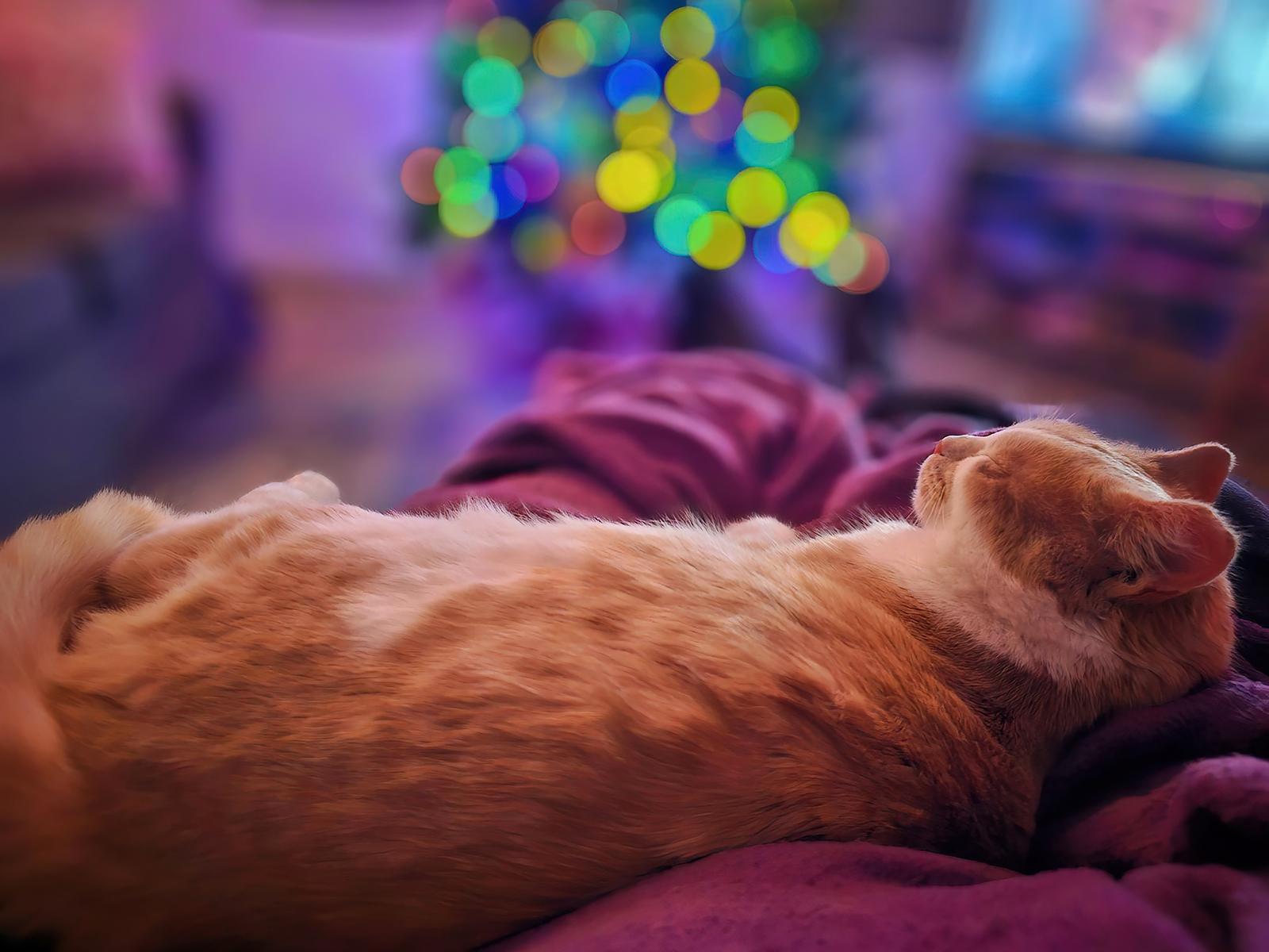 Stationary Object, Aristaeus the Cat, Strathmore, Alberta, 2023-12-04
