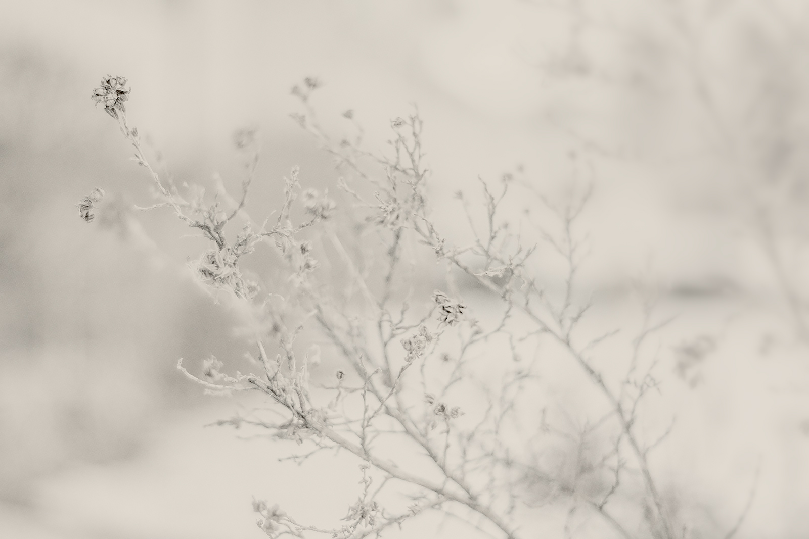 Leftovers, My Front Yard, Strathmore, Alberta. 2023-12-11