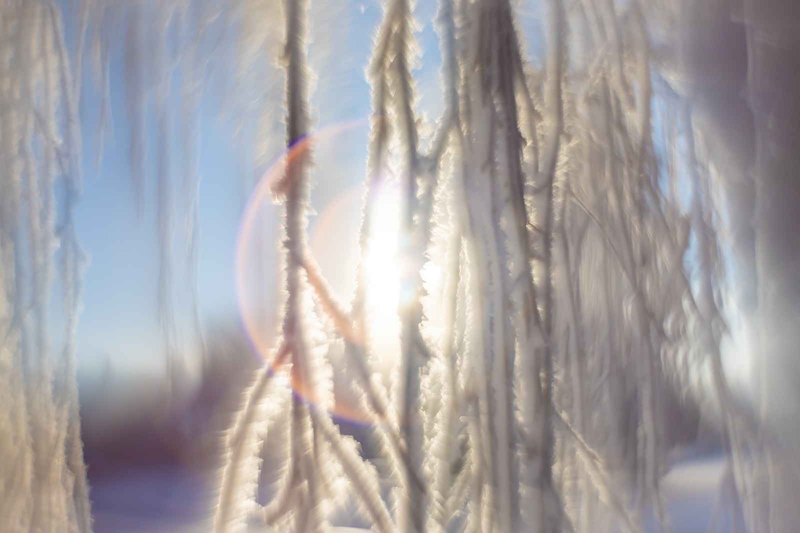Frosted off, Helios 44m-2 with reversed front element, Strathmore, Alberta, 2024-01-04