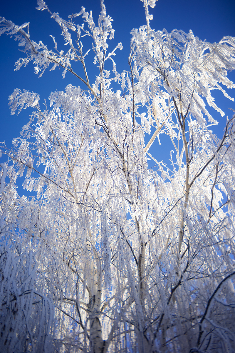 Showing off my new coat, Kokak Pancake Lens for Canon RF, My front yard, Strathmore, Alberta, 2024-01-04