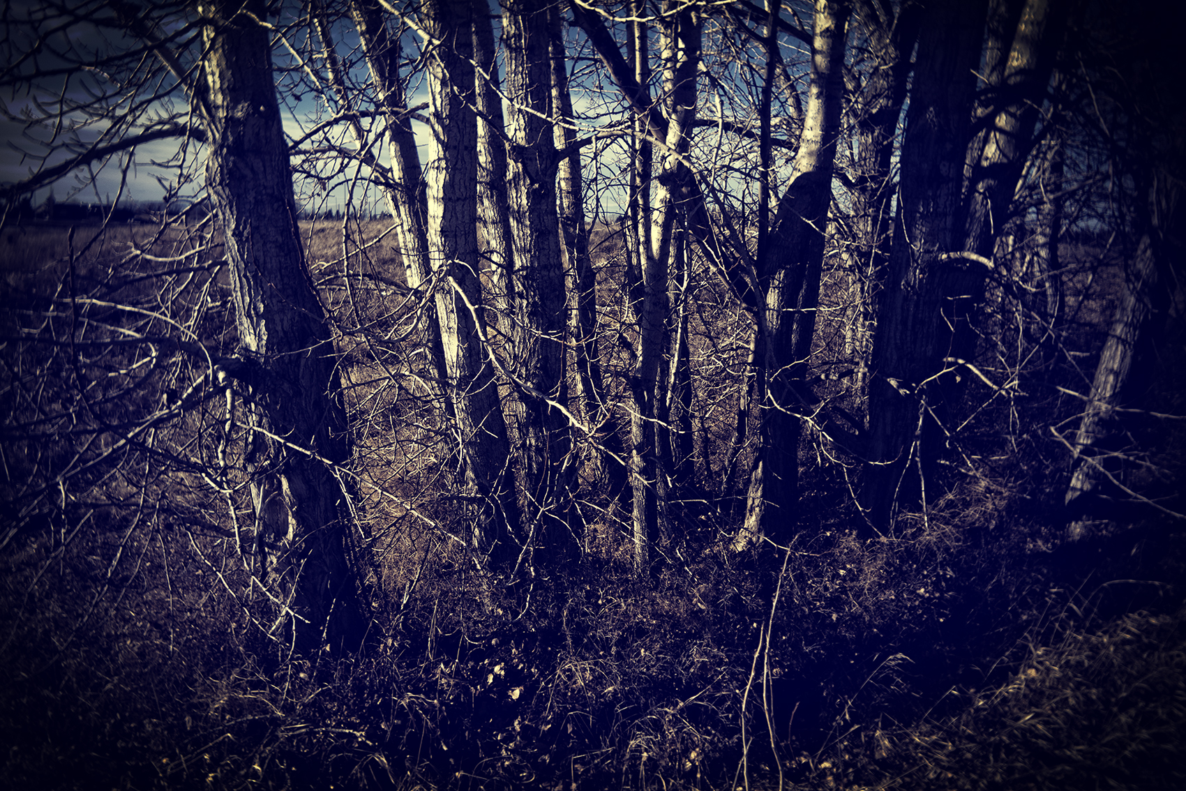 Time to consider branching out, Strathmore, Alberta, 2024-02-01