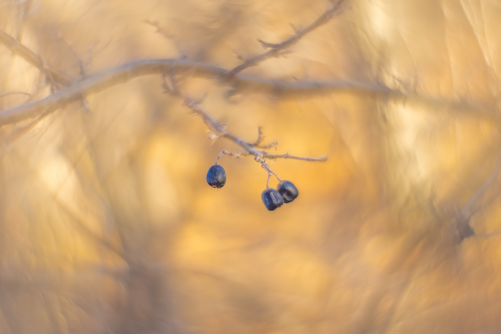 Check out my berries and twig, Strathmore, Alberta, 2024-02-02