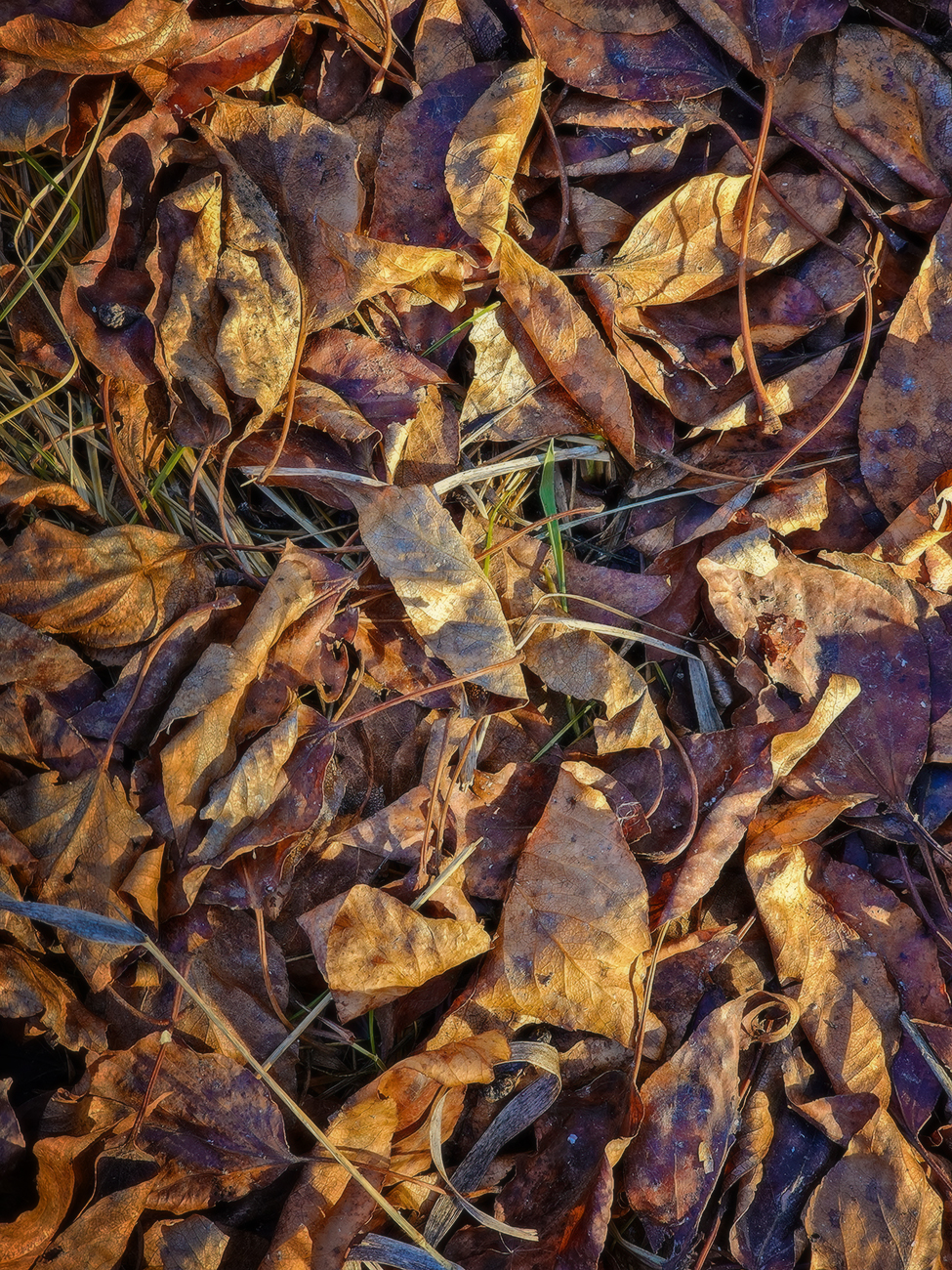Leave the bodies where they lie, Strathmore, Alberta, 2024-02-02