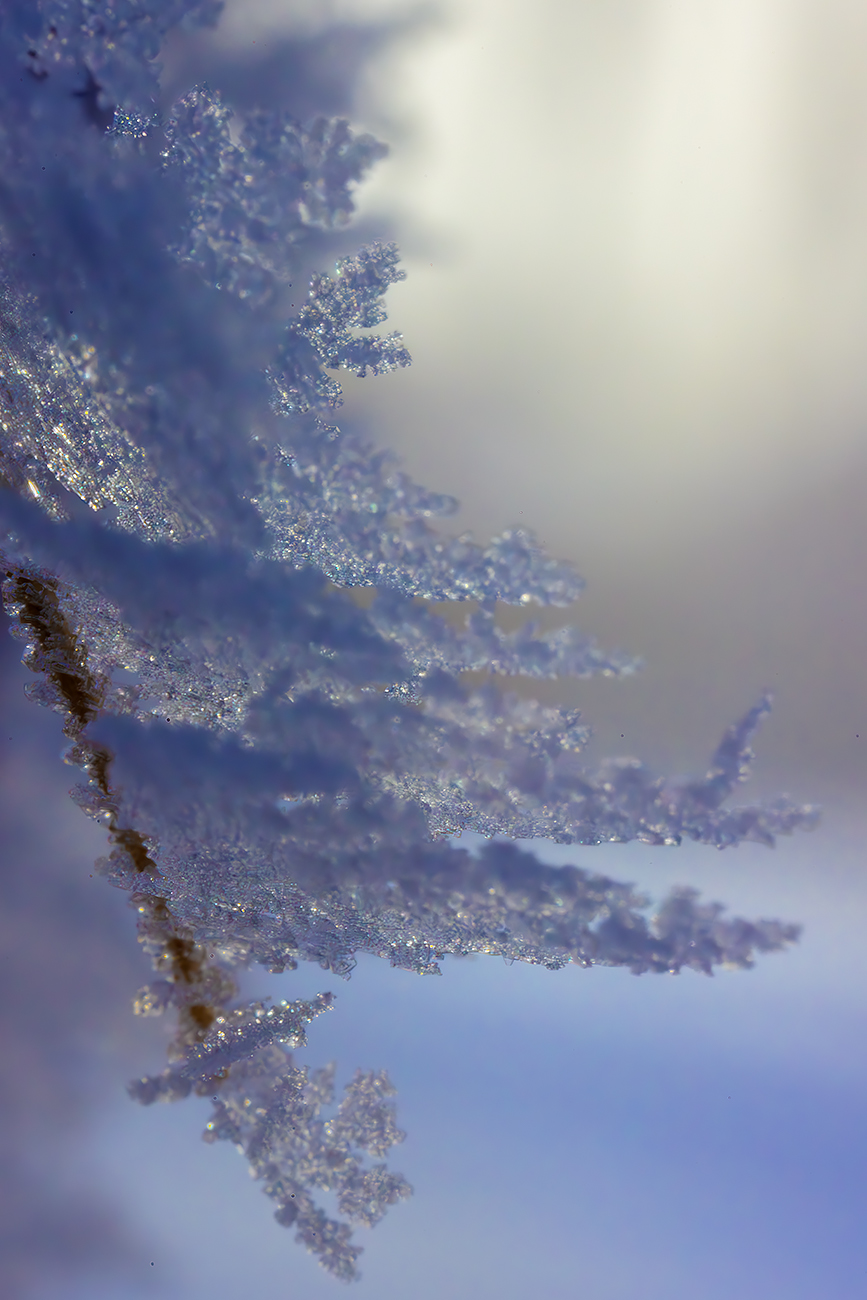 Sugar crystals of a sort, Thornbriar Green, Strathmore, Alberta, 2024-02-05