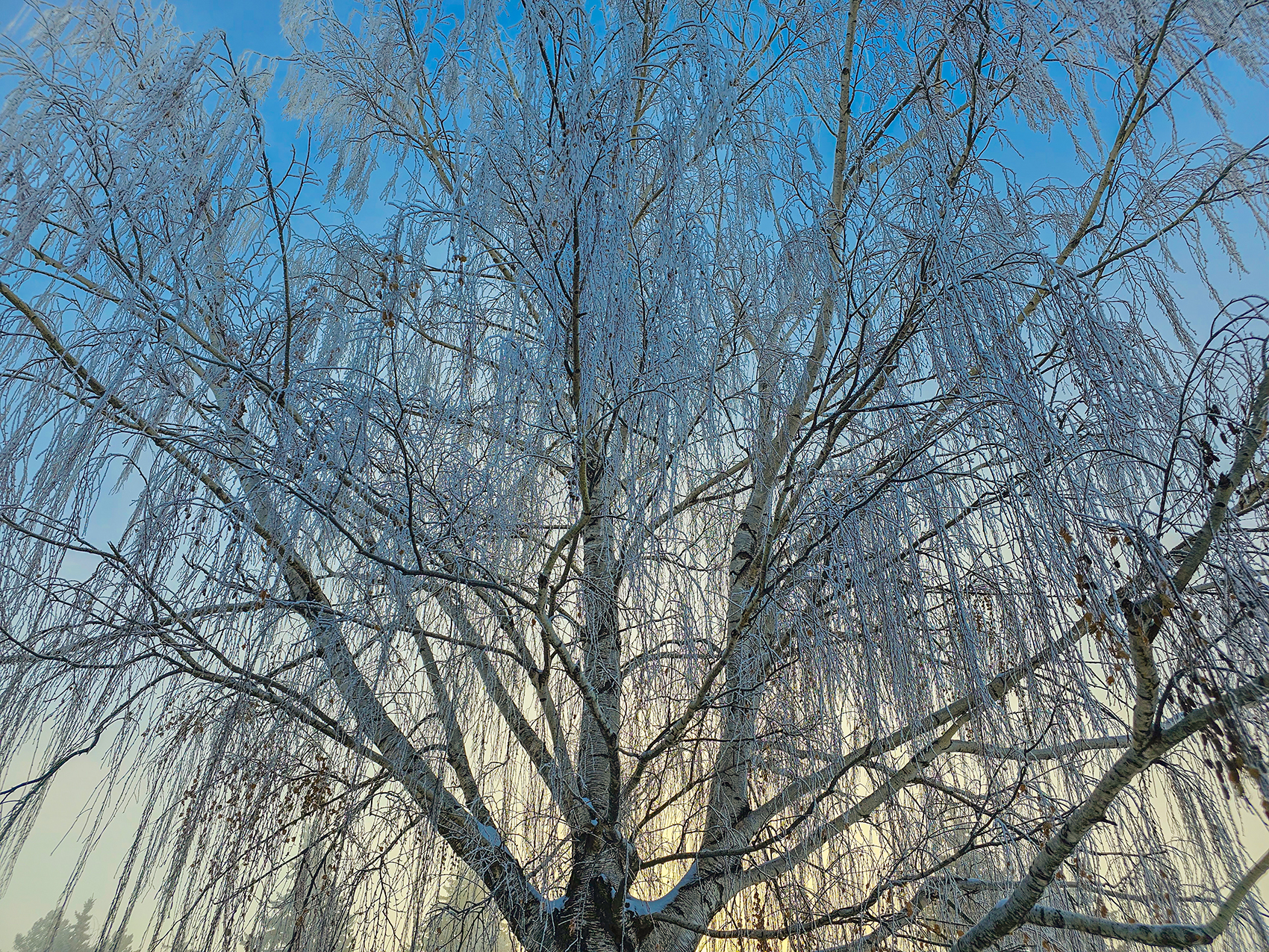 Weeping willow in frost and light fog, Thornbriar Green, Strathmore, Alberta, 2024-02-05
