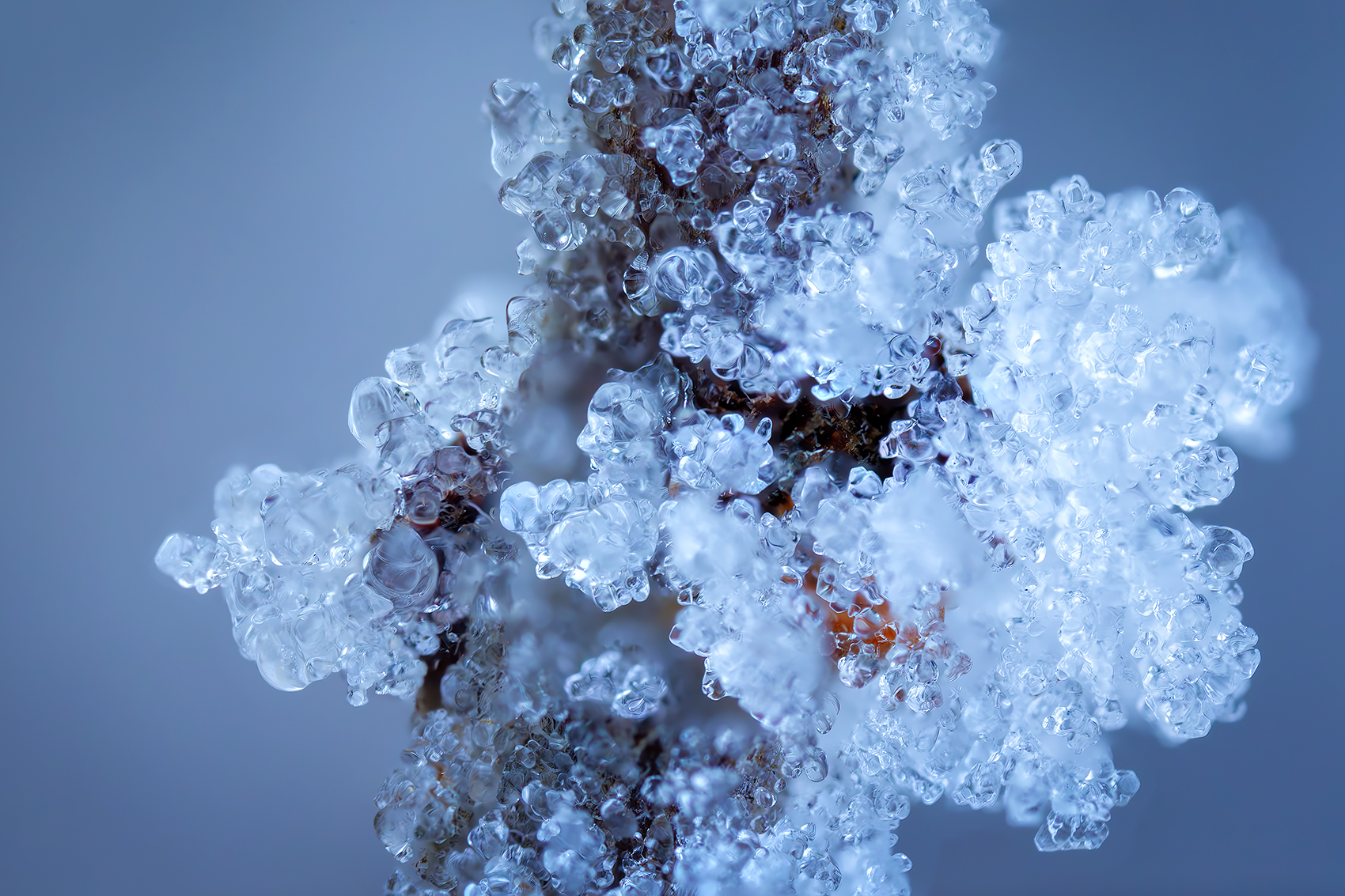 The Crystal Kingdom, My Front Yard, Strathmore, Alberta, 2024-02-07