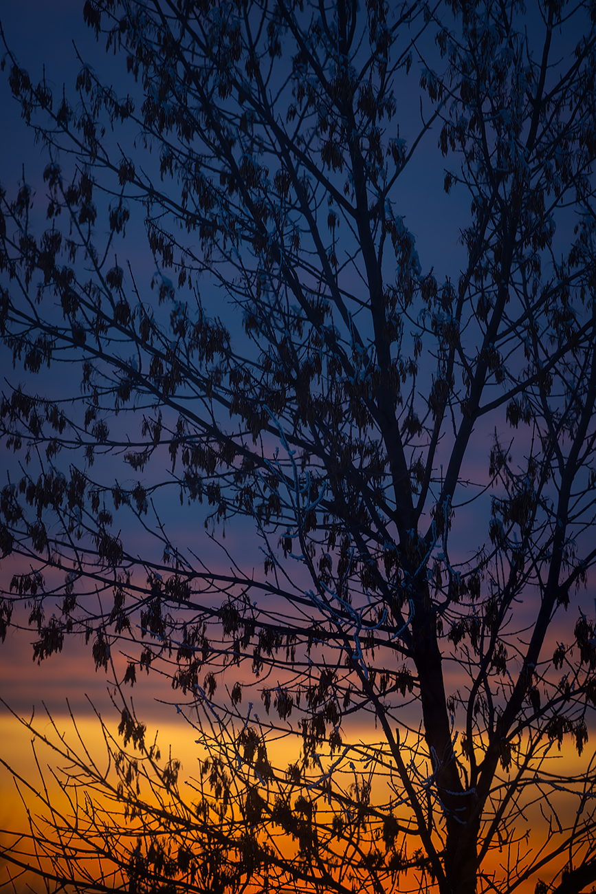 Sunset Silhouette, Portrait, Thornbriar Green, Strathmore, Alberta, 2024-02-10