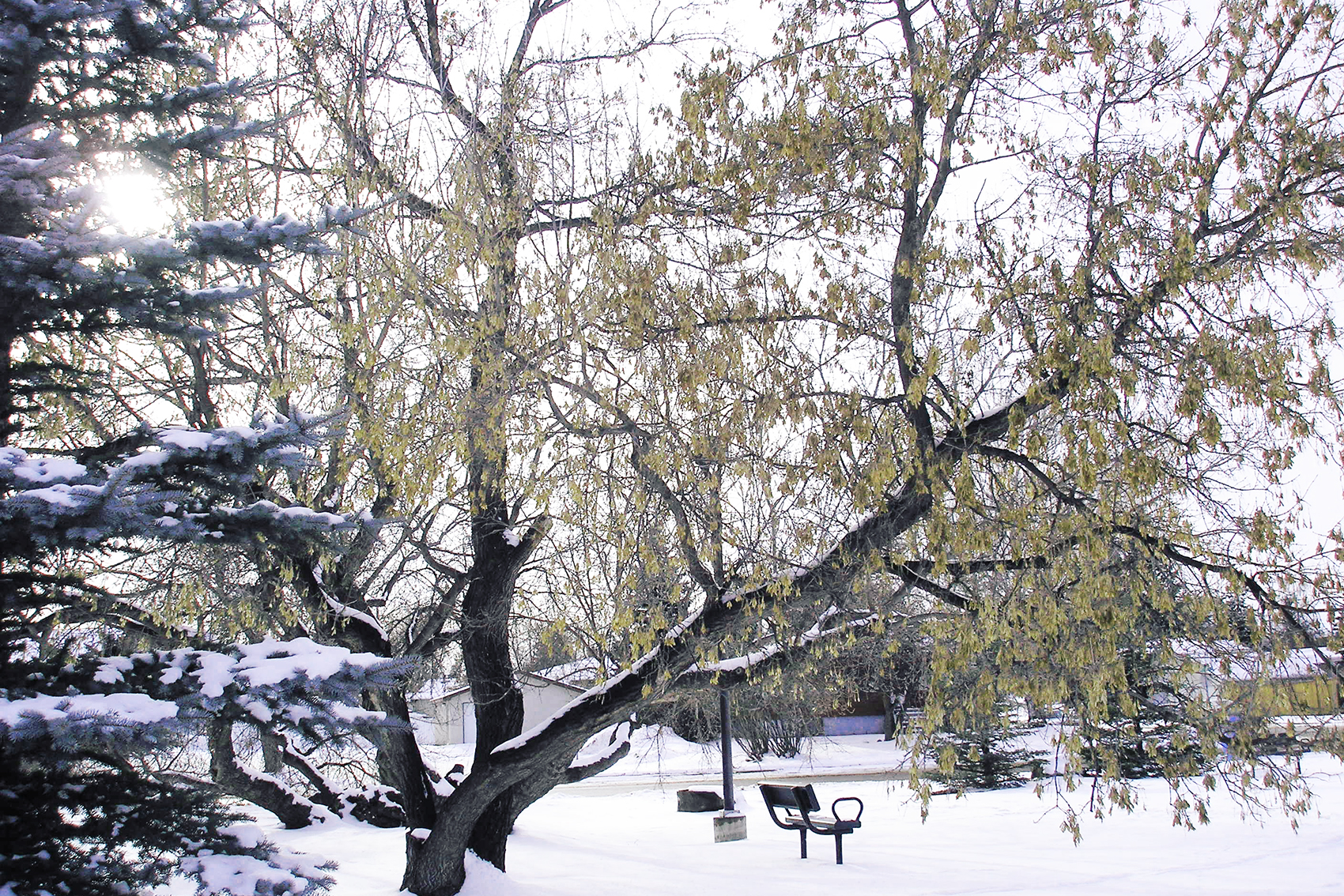 Please be seated, Lambert Park, Strathmore, Alberta, 2024-02-11