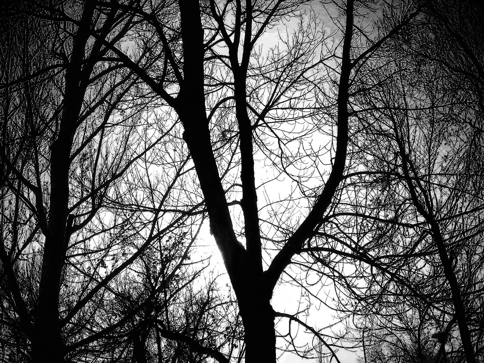 That creeping dread, Ilford 200 SFX simulation, Lambert Park, Strathmore, Alberta, 2024-02-11