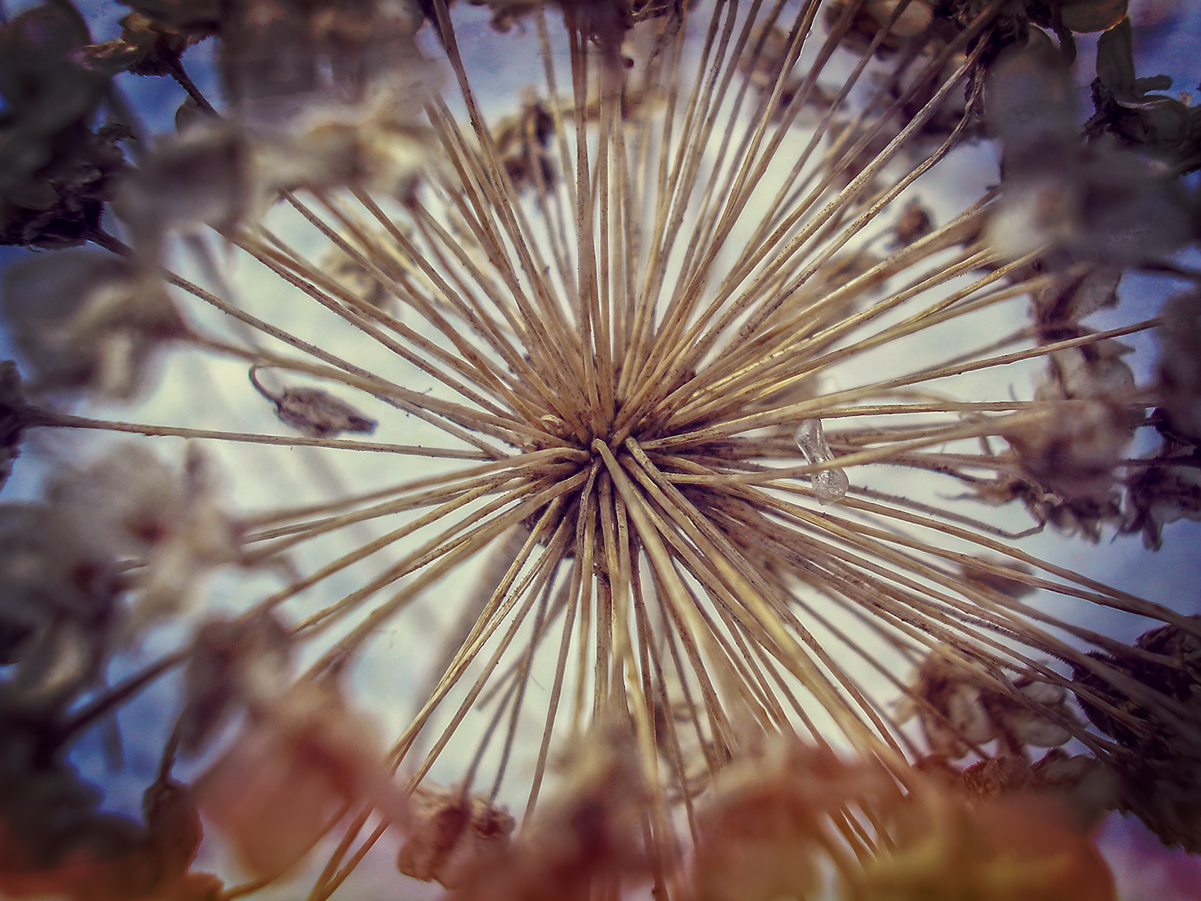 Seed head, Macro, Lambert Park, Strathmore, Alberta, 2024-02-11