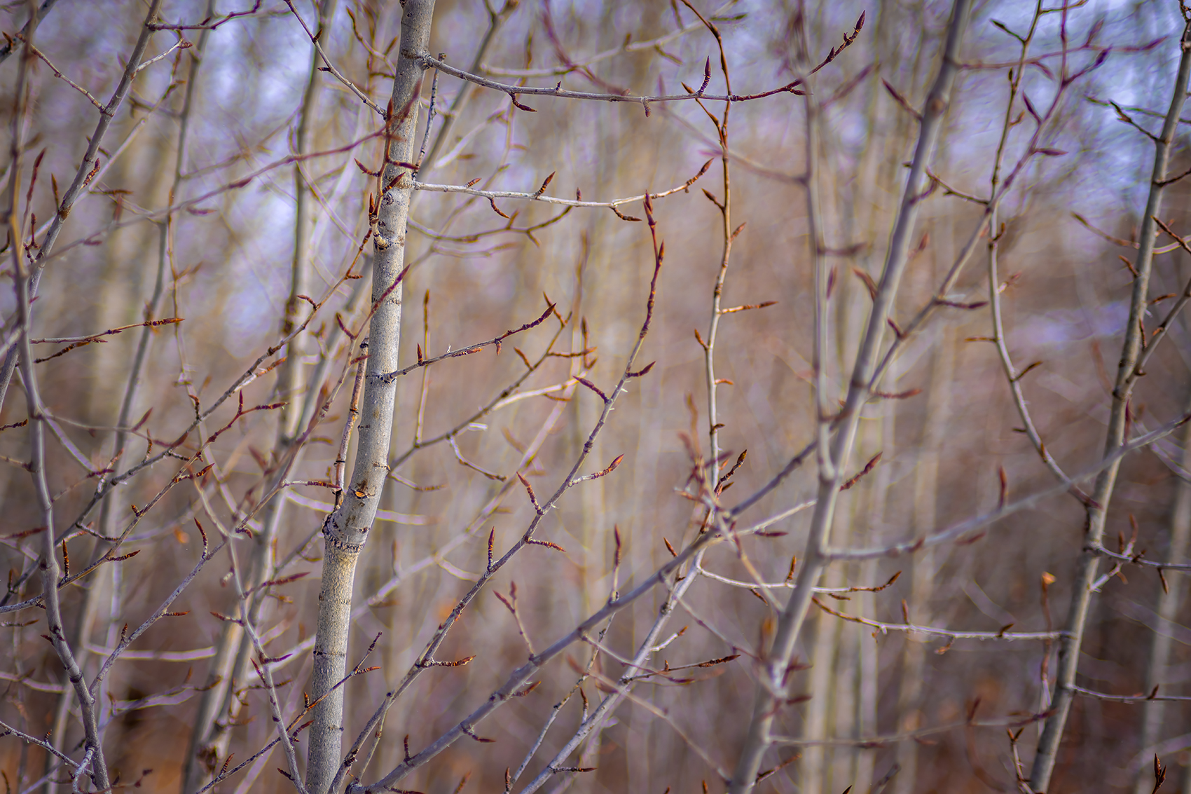 Confused trees budding out, Gray Park, Strathmore, Alberta, 2024-02-14