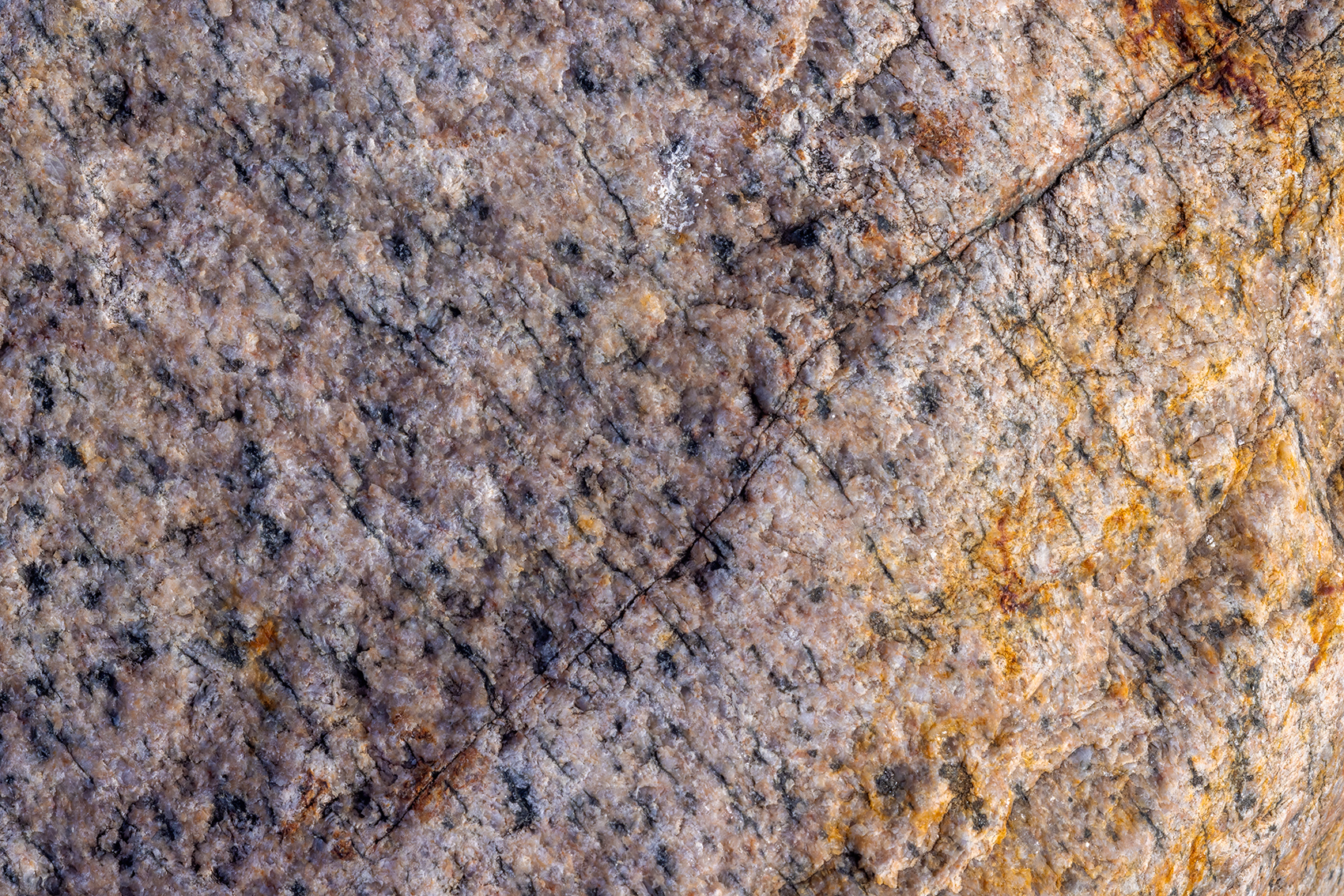 Thar be gold here, Gray Park, Strathmore, Alberta, 2024-02-14