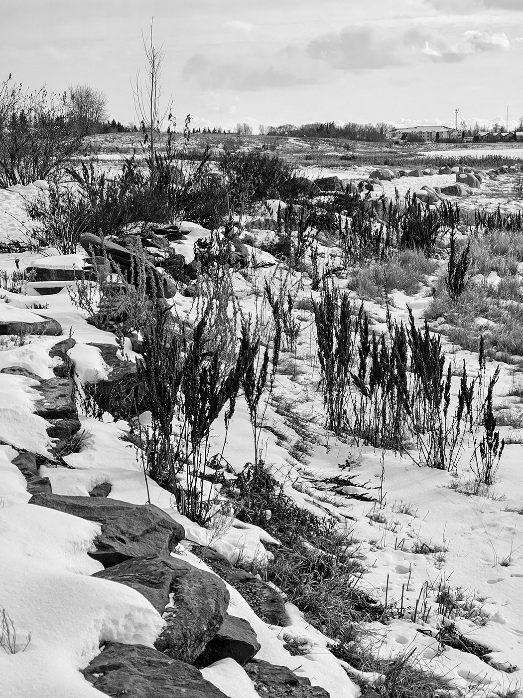 I used to be pretty, Gray Park, Strathmore, Alberta, 2024-02-14