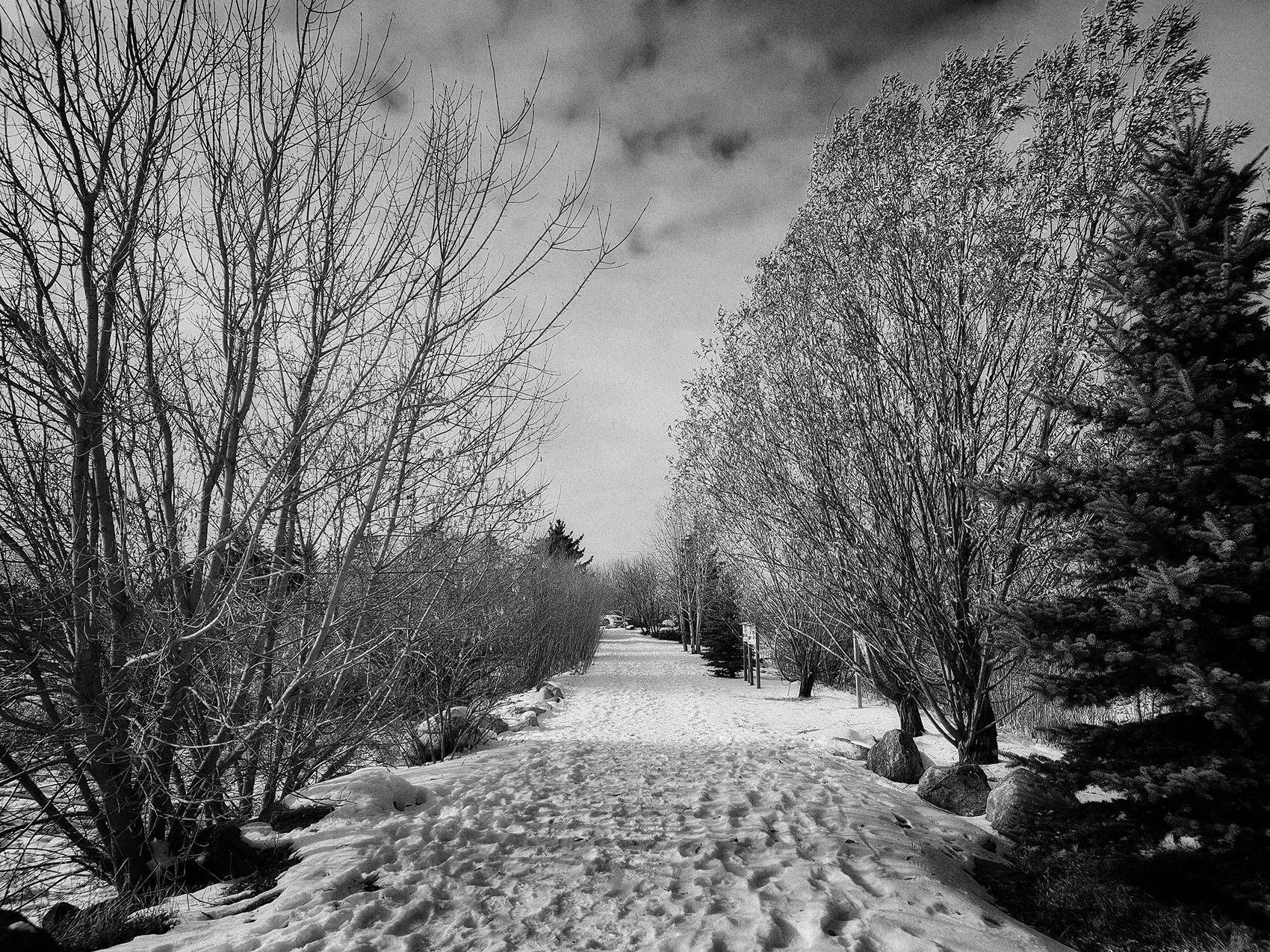 Off the beaten path, Gray Park, Strathmore, Alberta, 2024-02-14 (Straight B&W version)