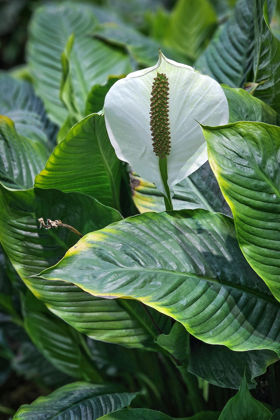 White something something, Devonian Gardens, Calgary, Alberta, 2024-02-22