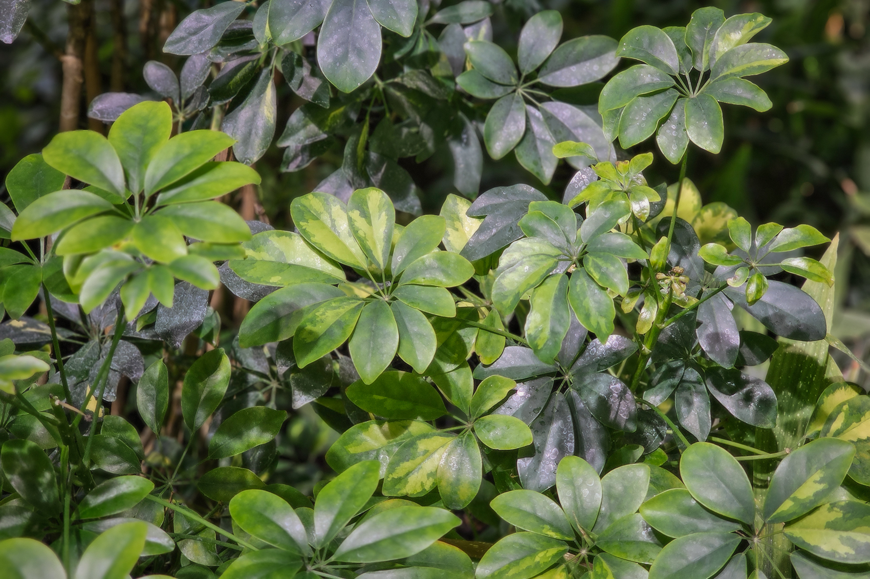 It ain't easy being green, Devonian Gardens, Calgary, Alberta, 2024-02-22