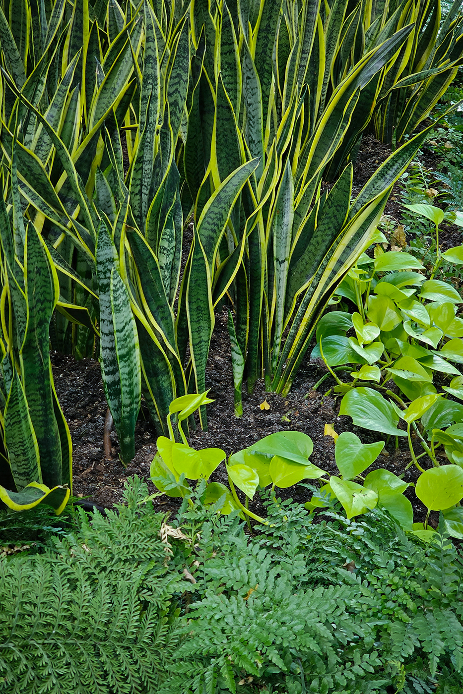 Snake Plants, Devonian Gardens, Calgary, Alberta, 2024-02-22