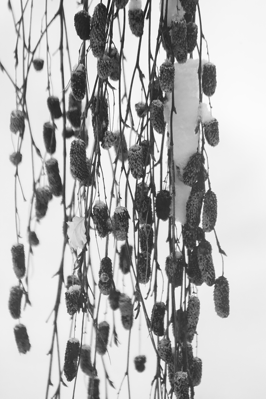 Willow Tree Pods with Snow 02, My Front Yard, Strathmore, Alberta, 2024-03-03