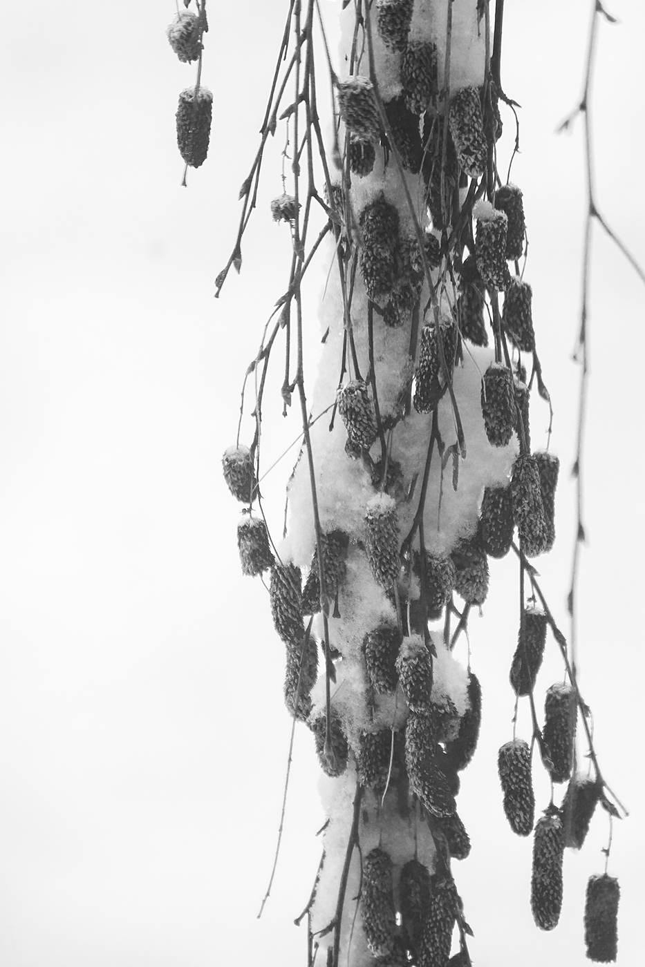 Willow Tree Pods with Snow 01, My Front Yard, Strathmore, Alberta, 2024-03-03