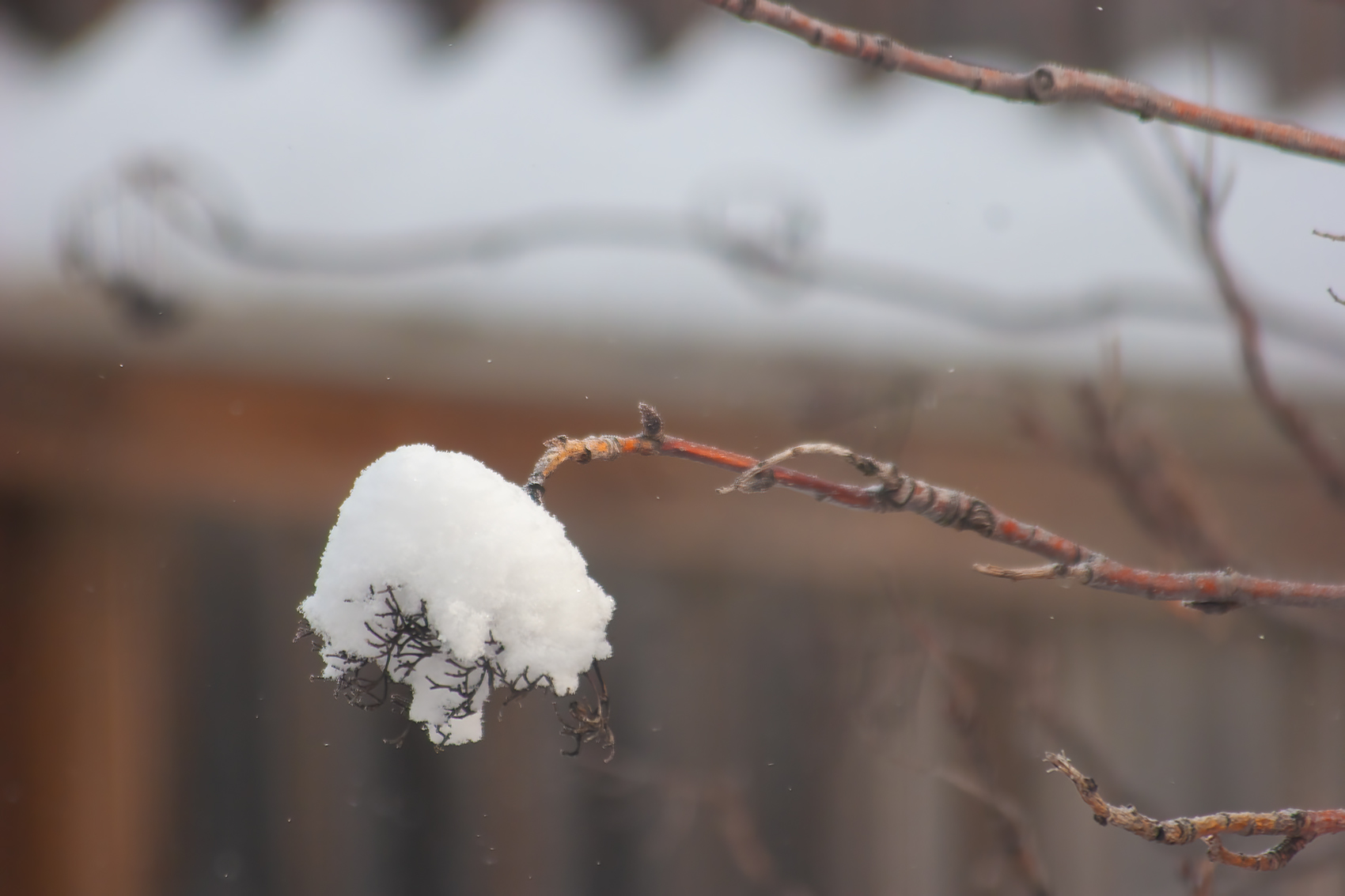 Snowlumpen, My Back Yard, Strathmore, Alberta, 2024-03-03