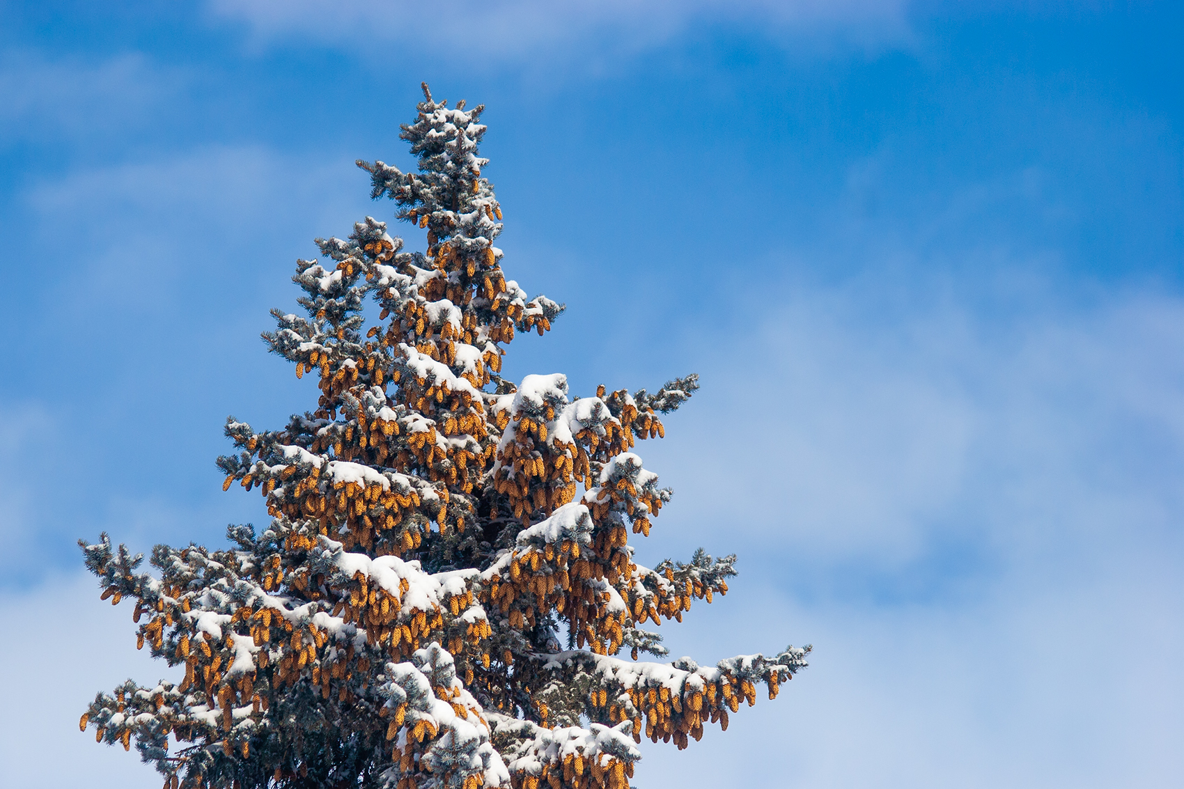 The Sky's the Limit, My Back Yard, Strathmore, Alberta, 2024-03-03