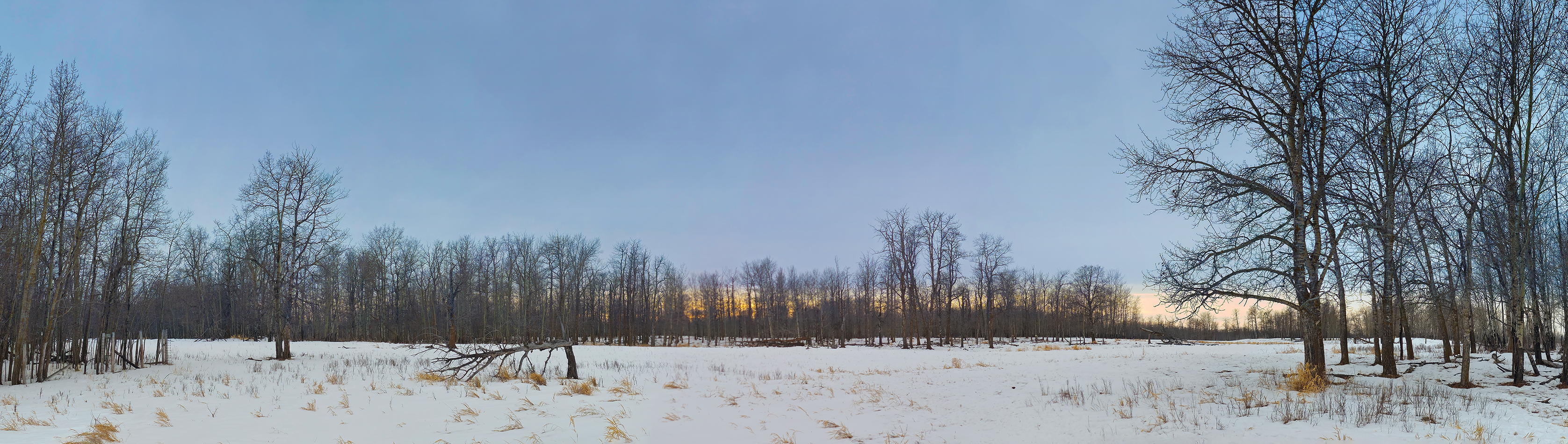Lacklustre sky, Elk Island National Park, Alberta. 2024-03-10