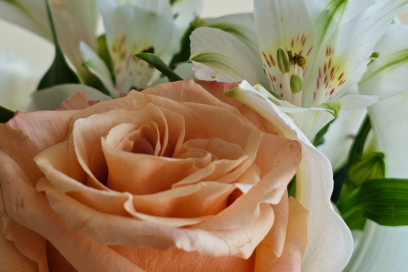 Flowers for Ray 04, Leduc, Alberta, 2024-03-10