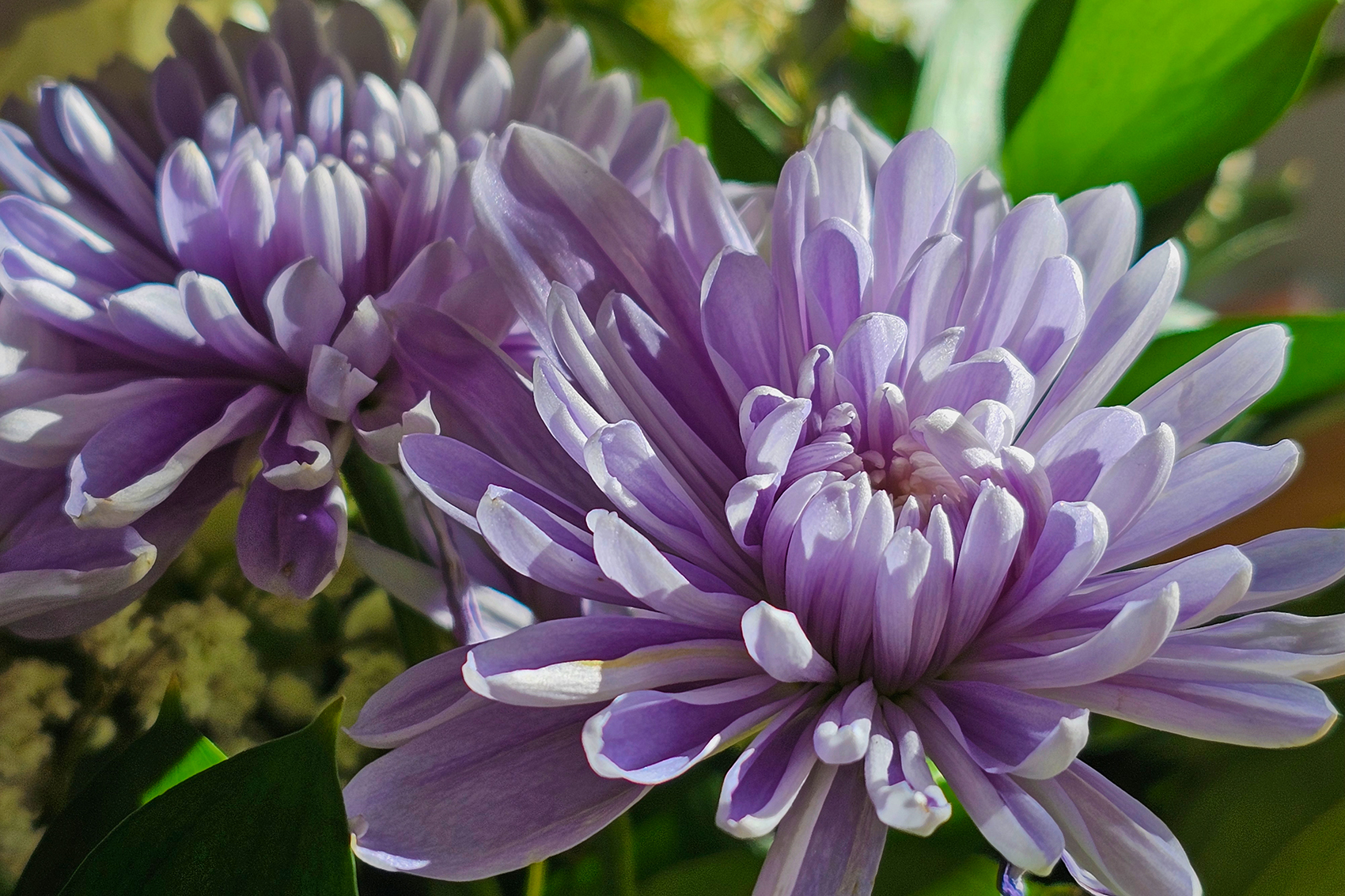 Flowers for Ray 06, Leduc, Alberta, 2024-03-10