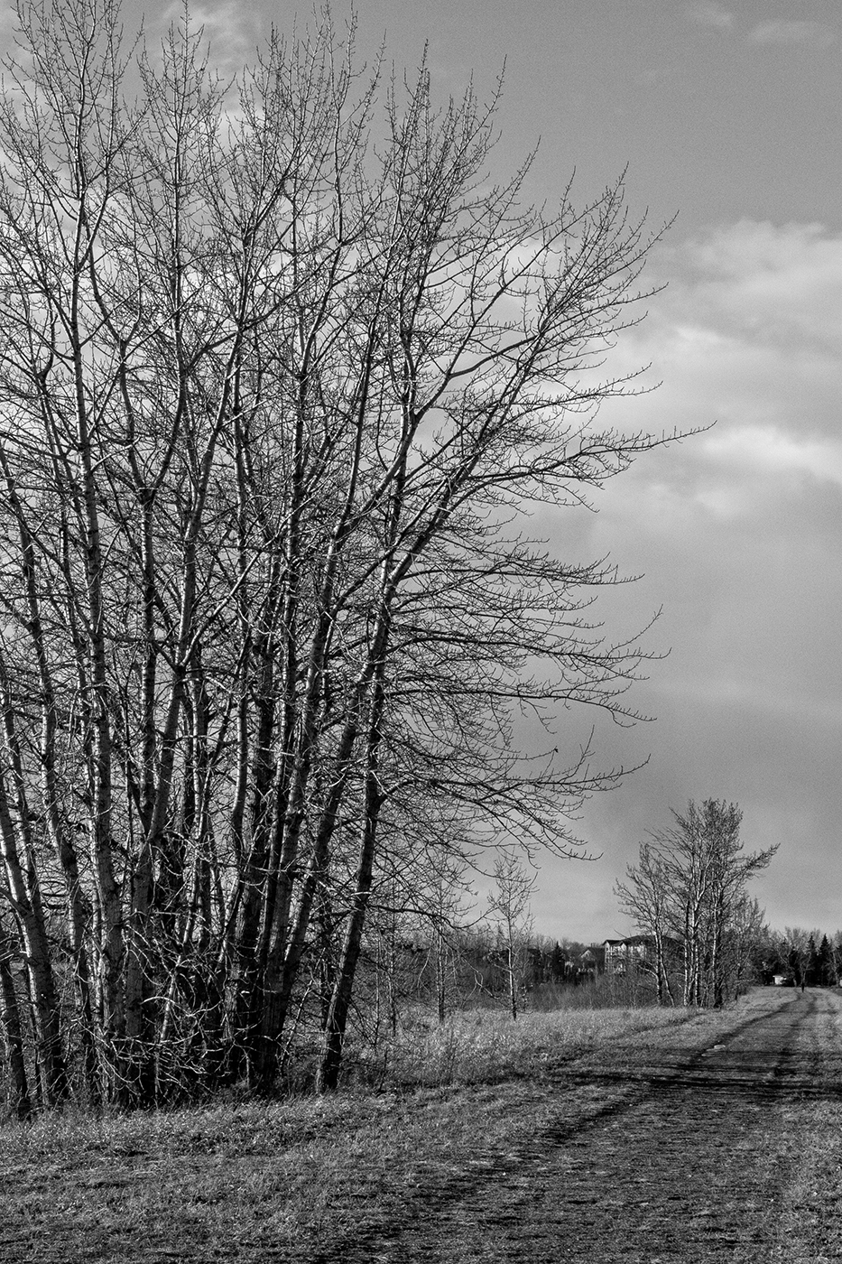 Move along, nothing to see here, Gray Park, Strathmore, Alberta, 2024-03-12