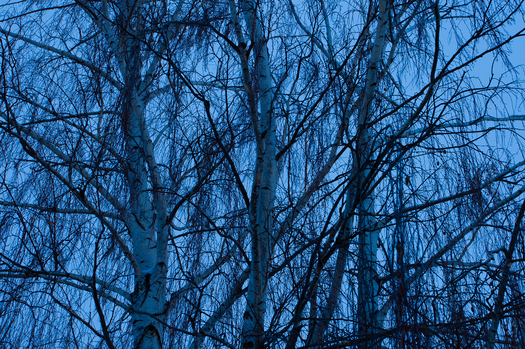 Artificial colours (1), My Front Yard, Thornbriar Green, Strathmore, AB, 2024-03-25