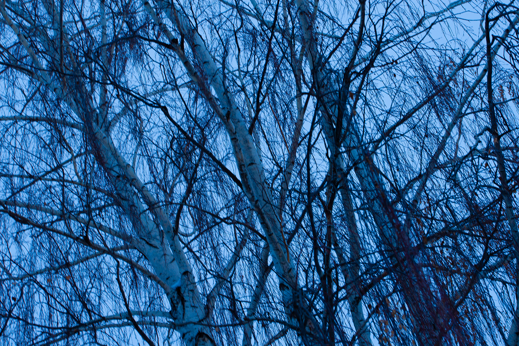 Artificial colours (2), My Front Yard, Thornbriar Green, Strathmore, AB, 2024-03-25