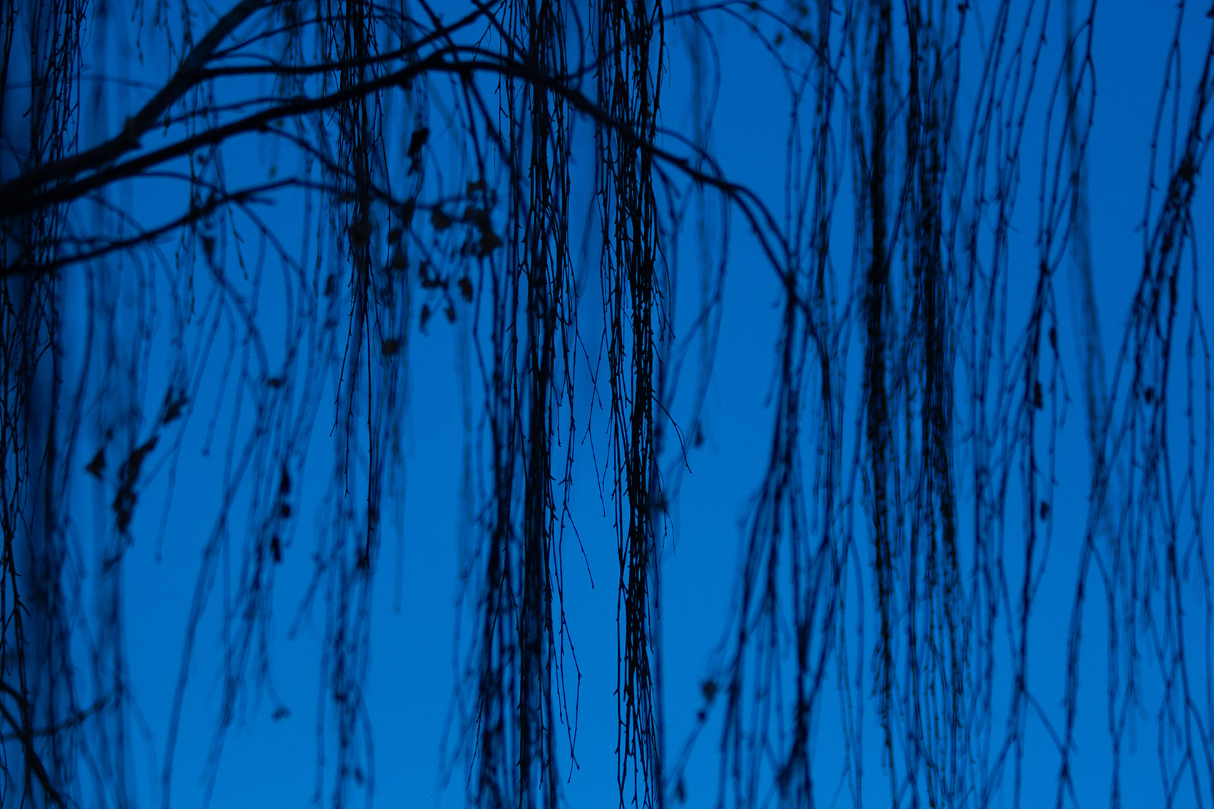 Artificial colours (4), My Front Yard, Thornbriar Green, Strathmore, AB, 2024-03-25