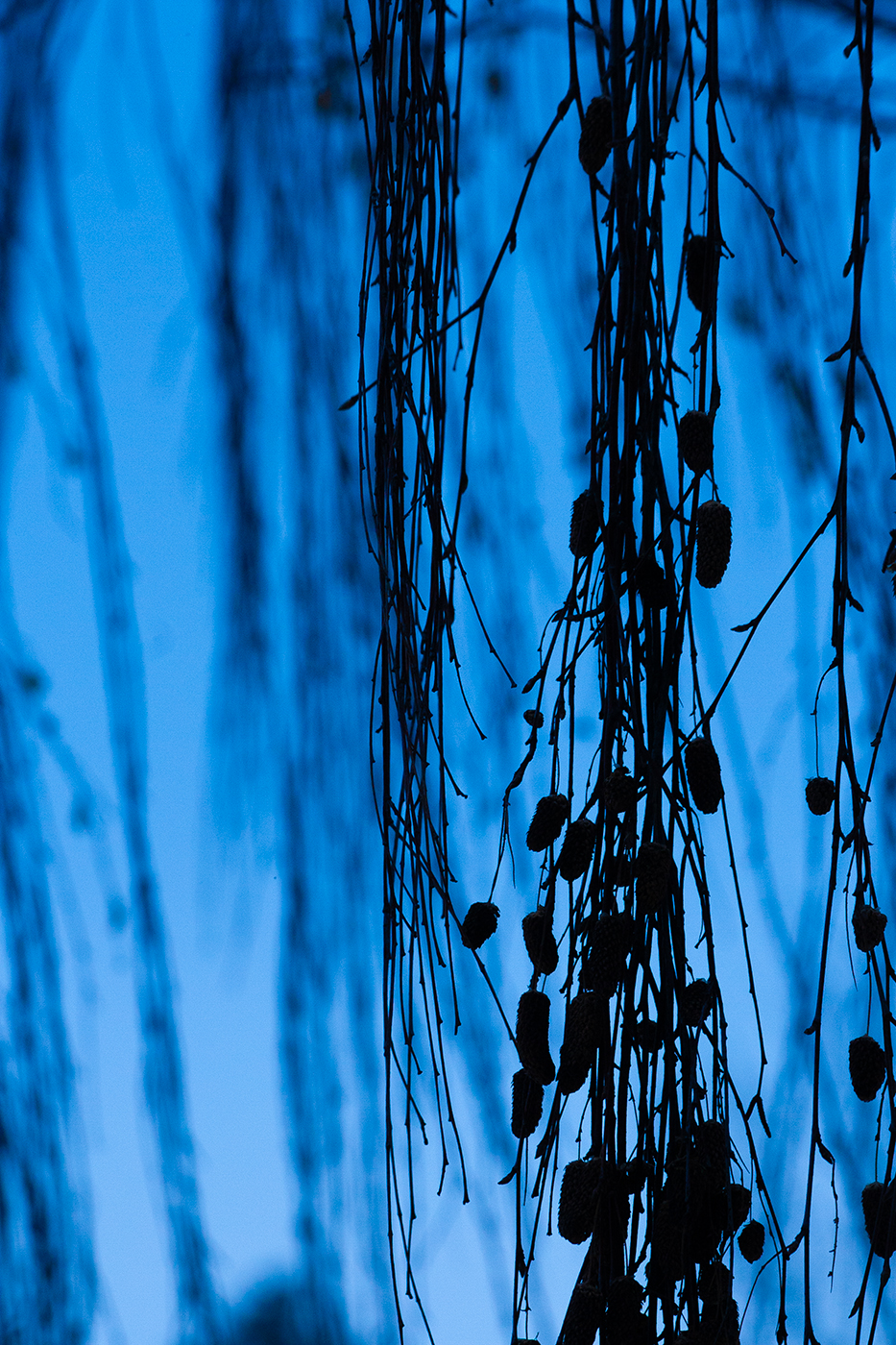 Artificial colours (5), My Front Yard, Thornbriar Green, Strathmore, AB, 2024-03-25
