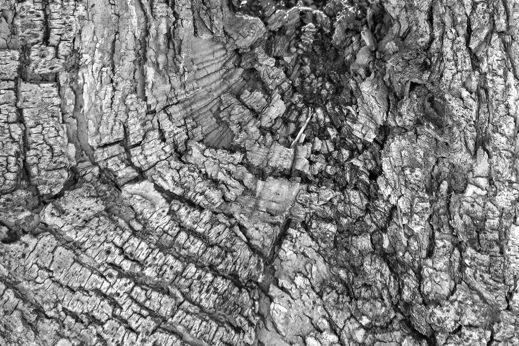 Bark study 02, Kinsmen Park, Strathmore, AB, 2024-04-01
