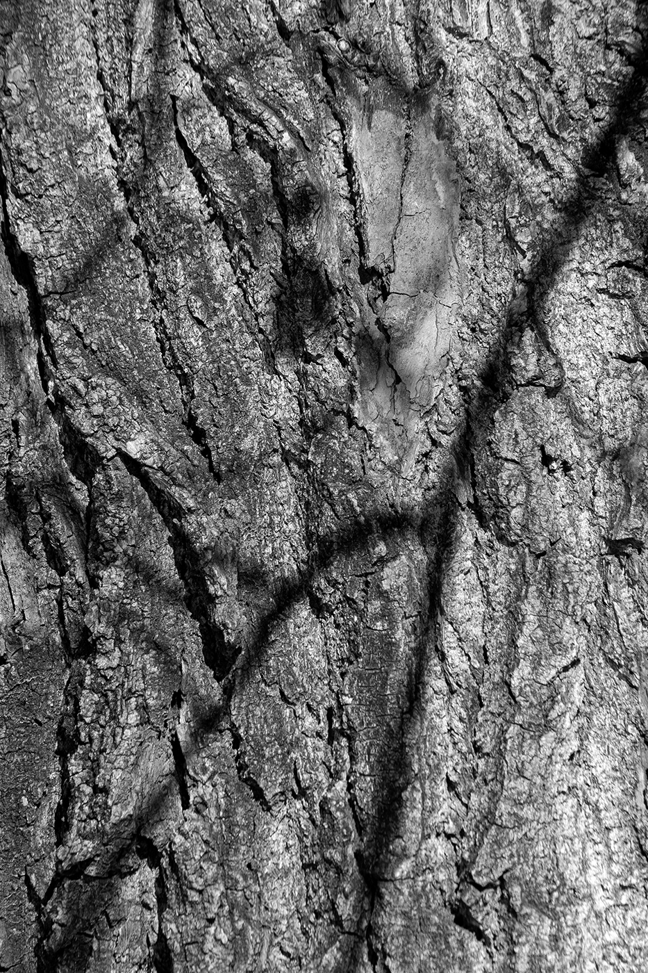 Bark study 06, Kinsmen Park, Strathmore, AB, 2024-04-01