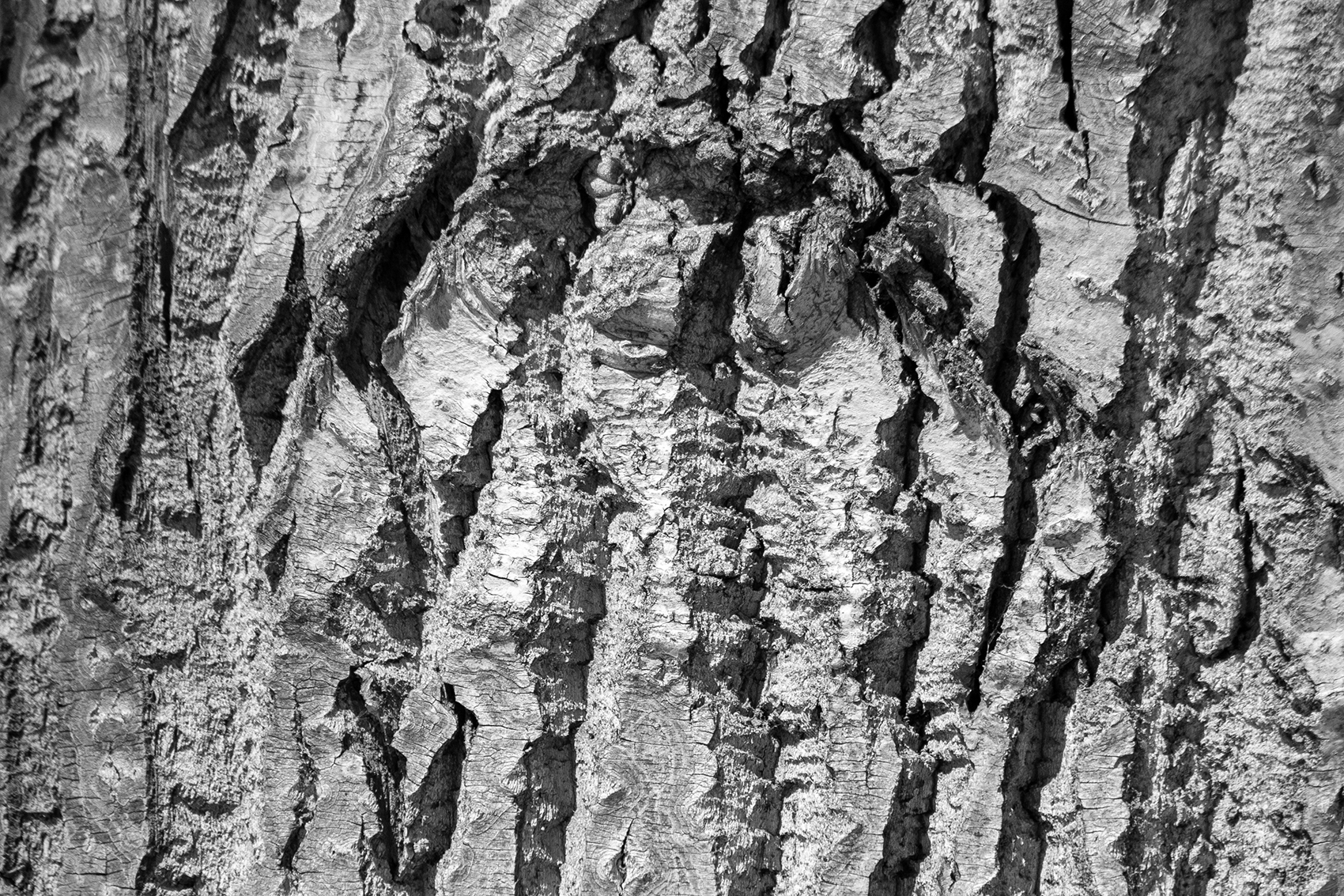 Bark study 03, Kinsmen Park, Strathmore, AB, 2024-04-01