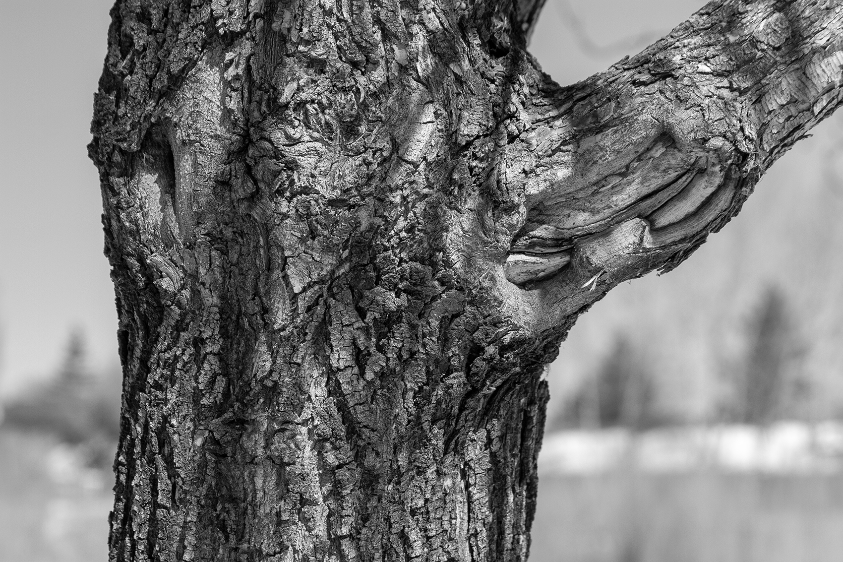 Branching out, Kinsmen Park, Strathmore, AB, 2024-04-01