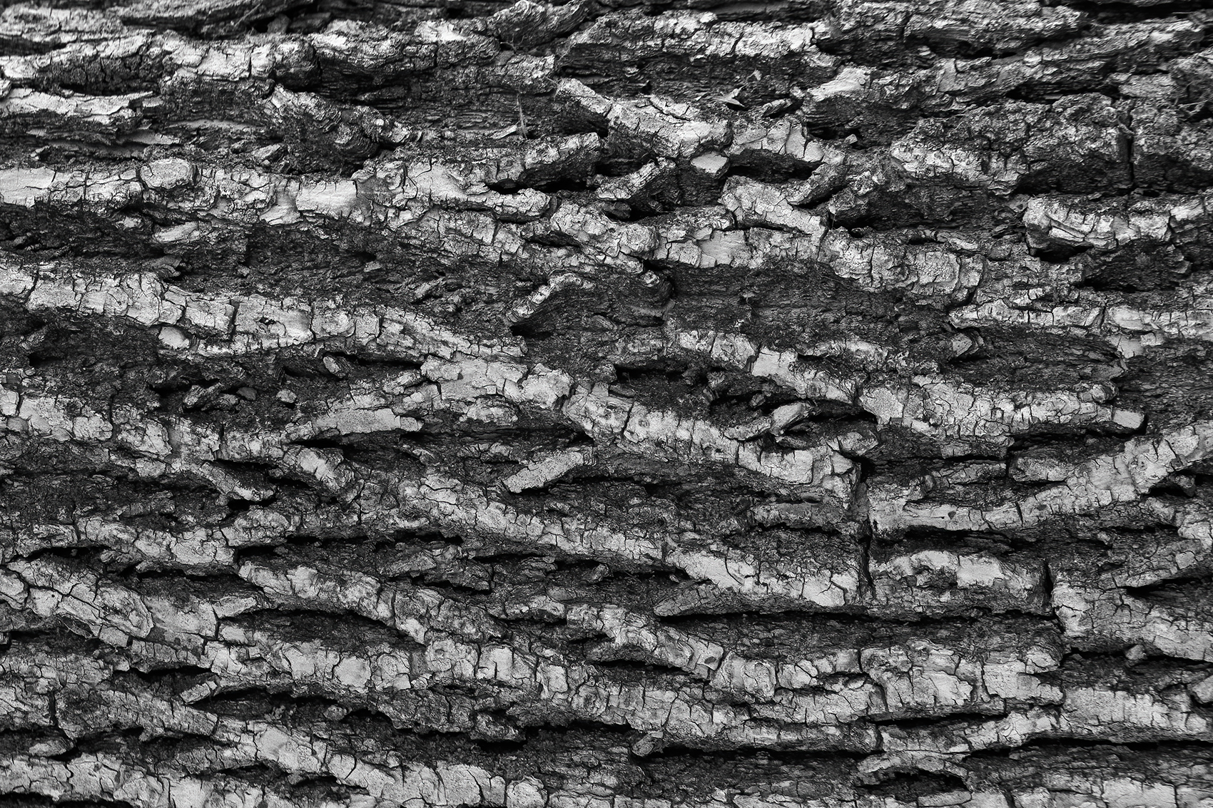 Bark study 07, Kinsmen Park, Strathmore, AB, 2024-04-01